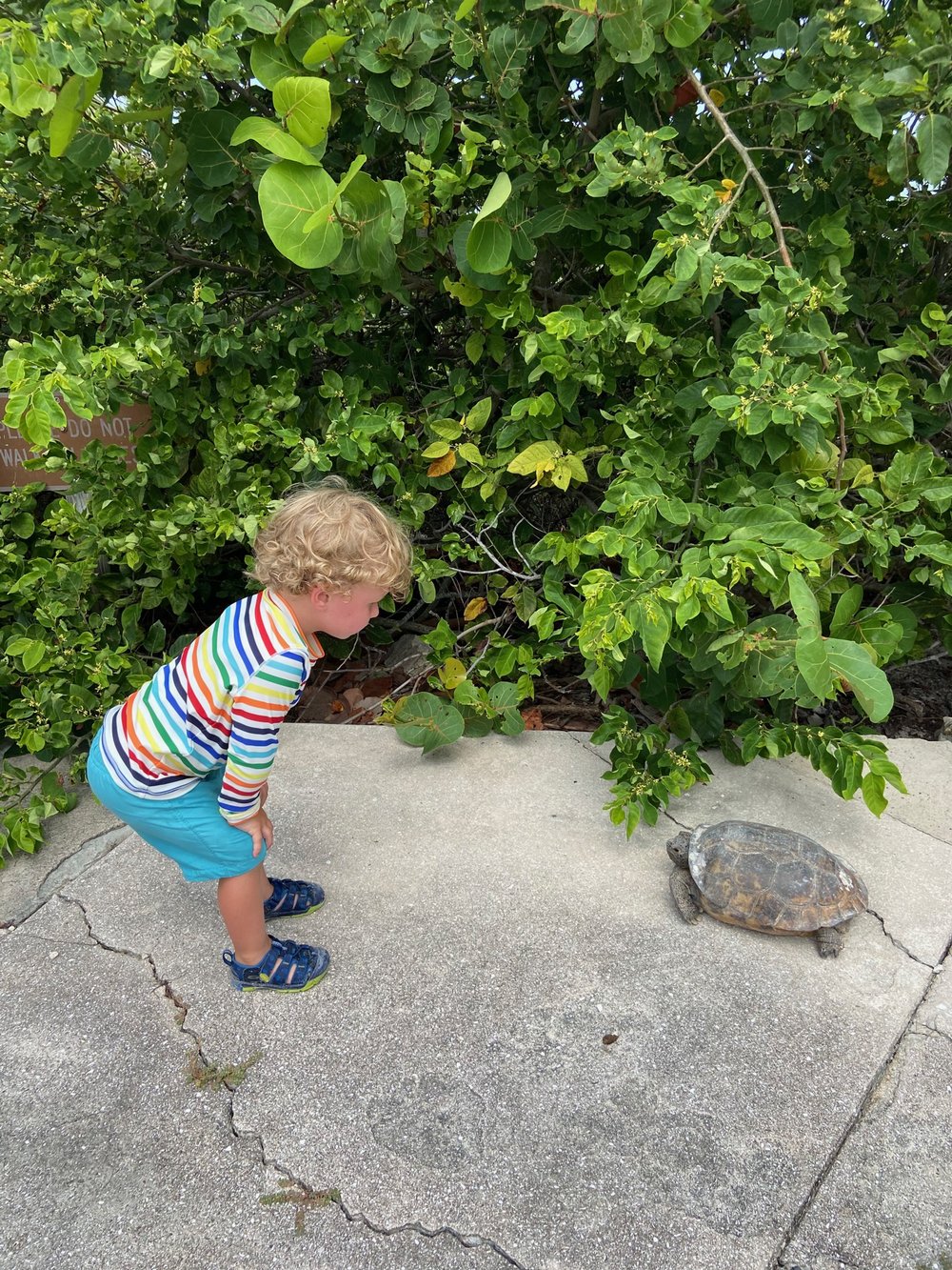 egmont-key-adventures-boy-turtle.jpg