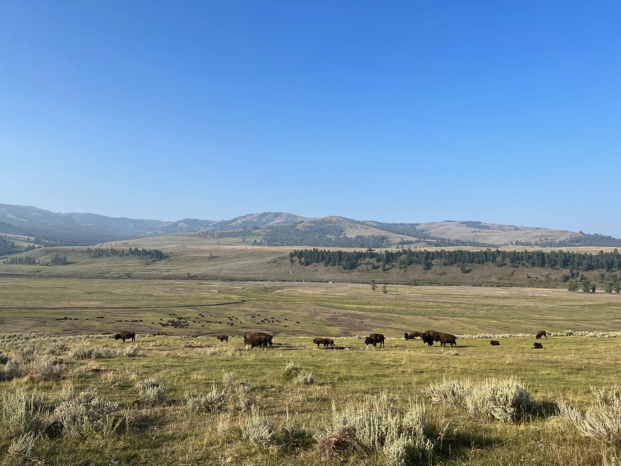 Bison in Lamar Valley in Yellowstone