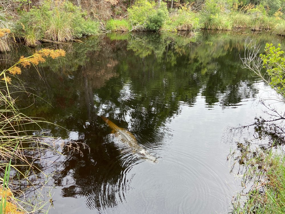 davis-bayou-campground-review-gator.jpeg