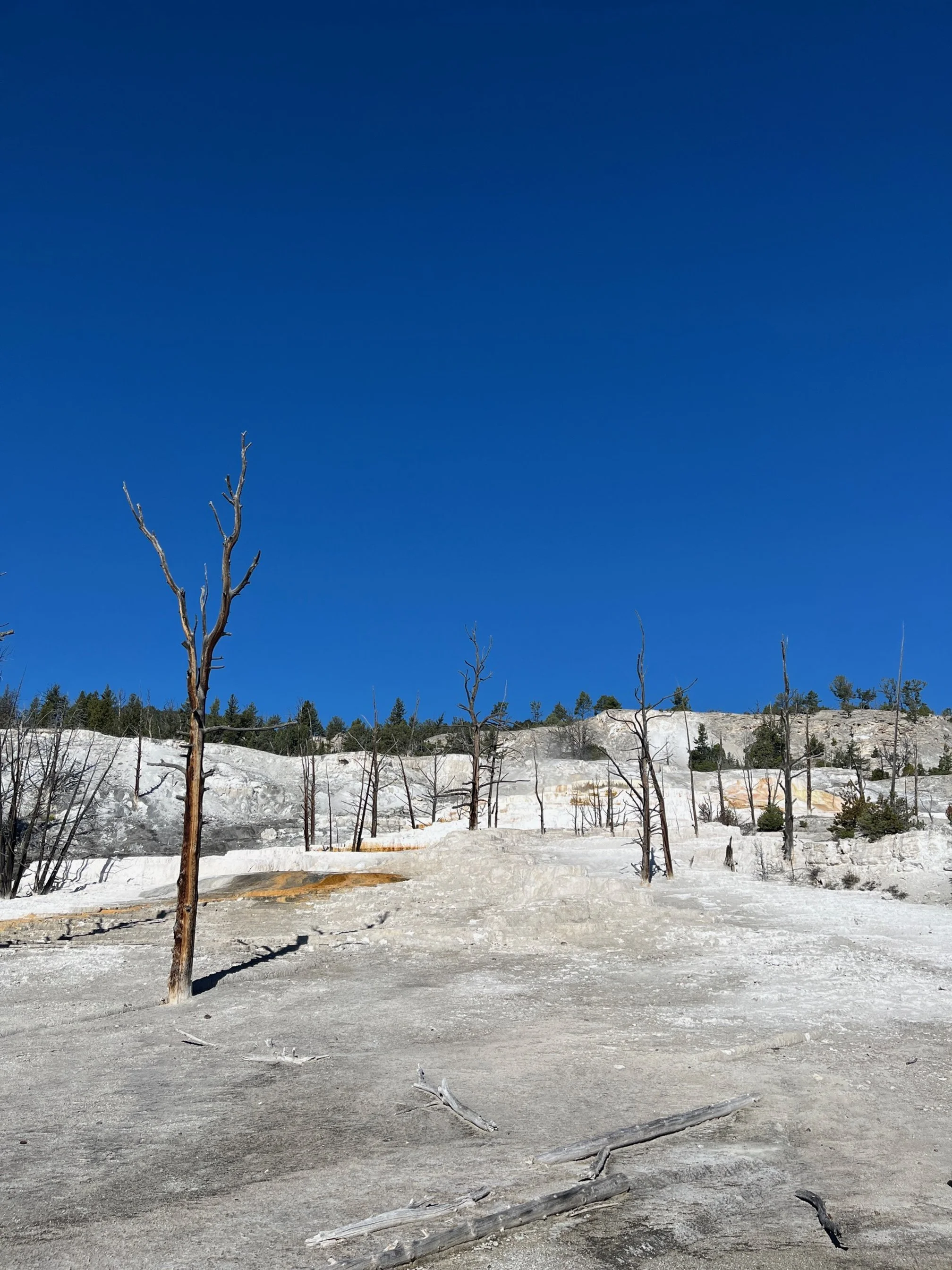 Dead trees on the upper terrace