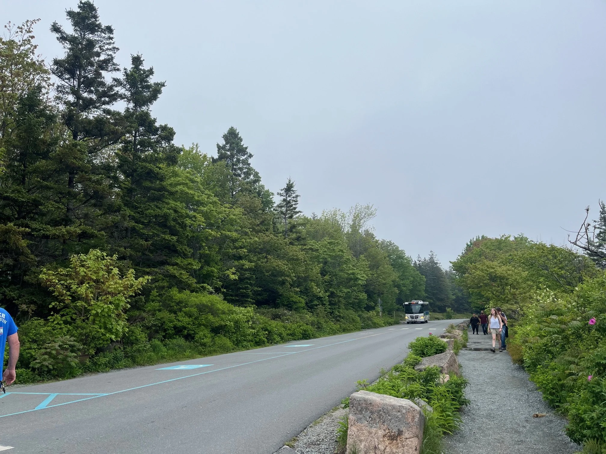Ocean Path running alongside the Park Loop Road