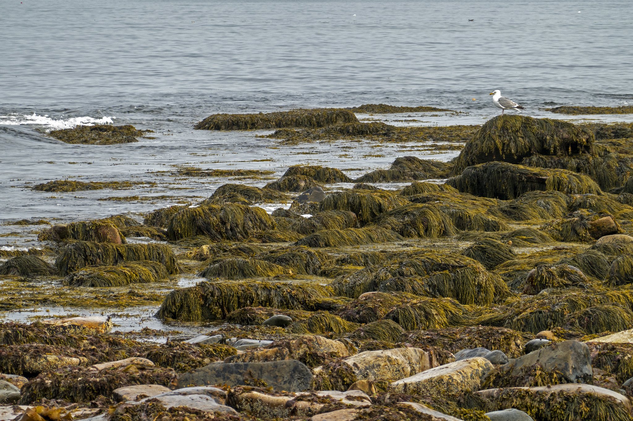 best-easy-hikes-acadia-national-park-wonderland-trail.jpg