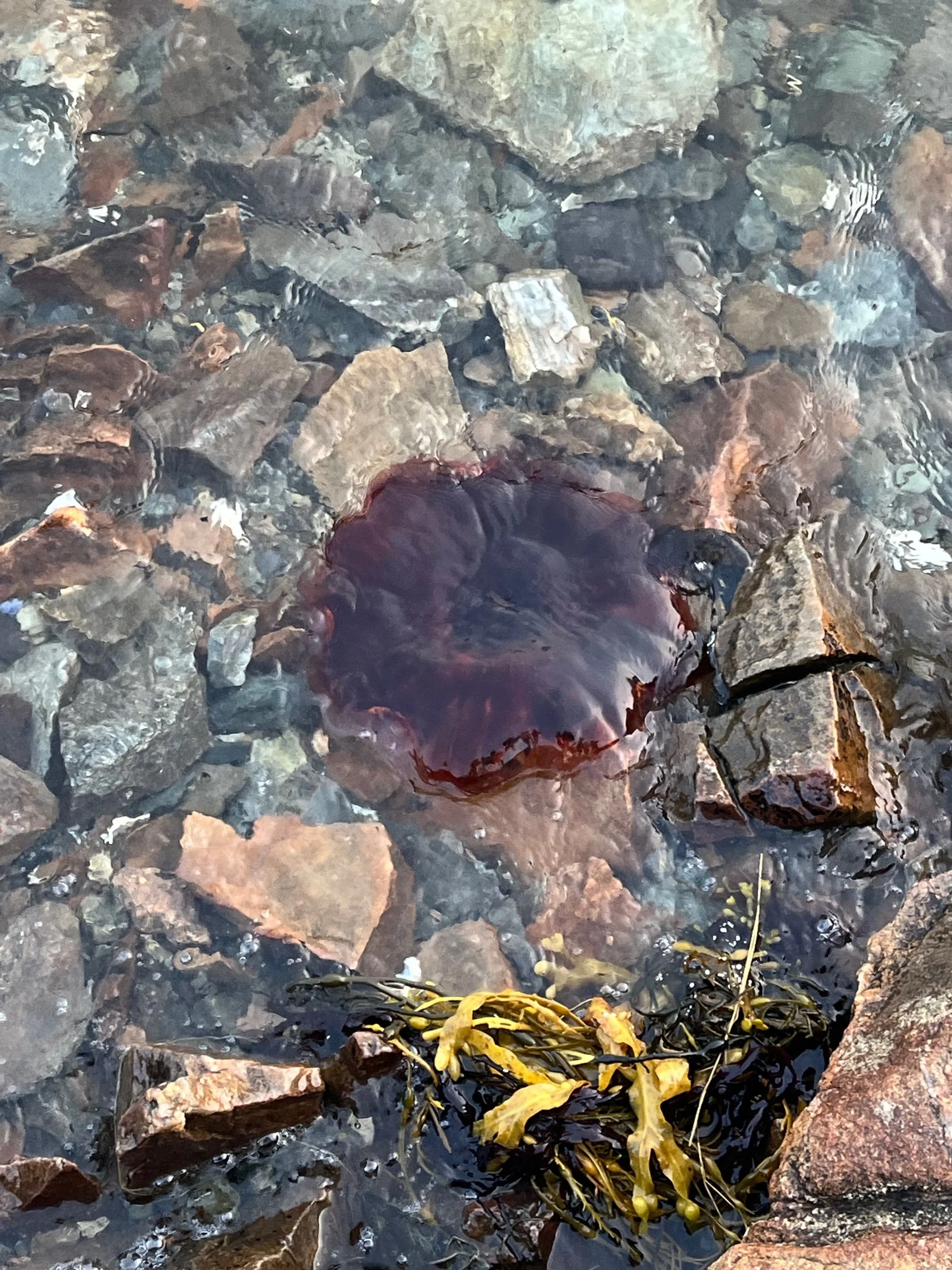 Lion's Mane Jellyfish