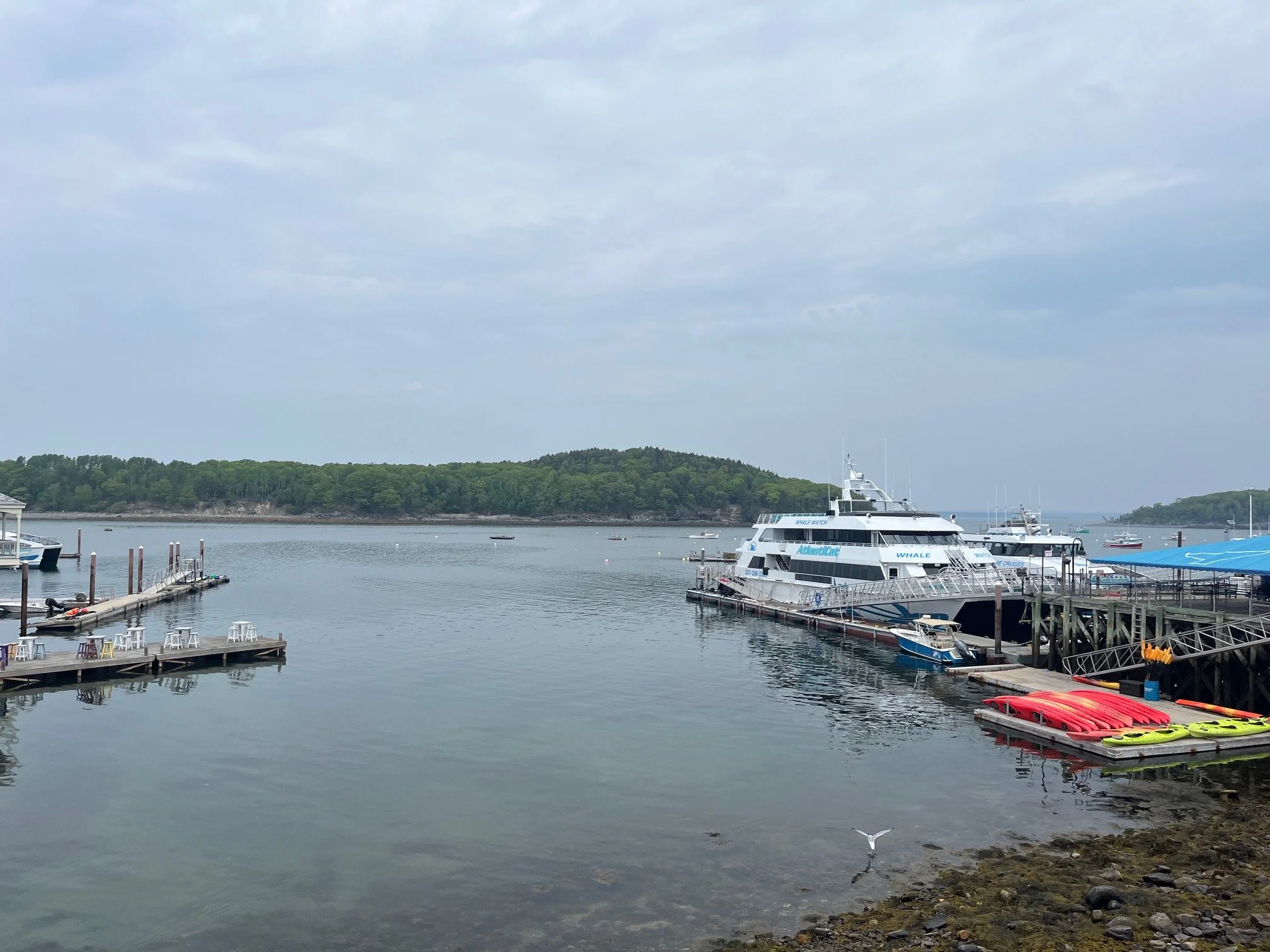 The whale watching boats in Bar Harbor