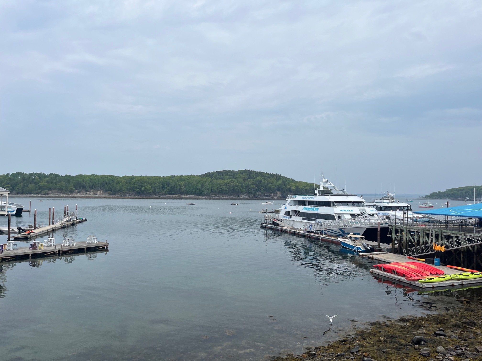 The whale watching boats parked in Bar Harbor