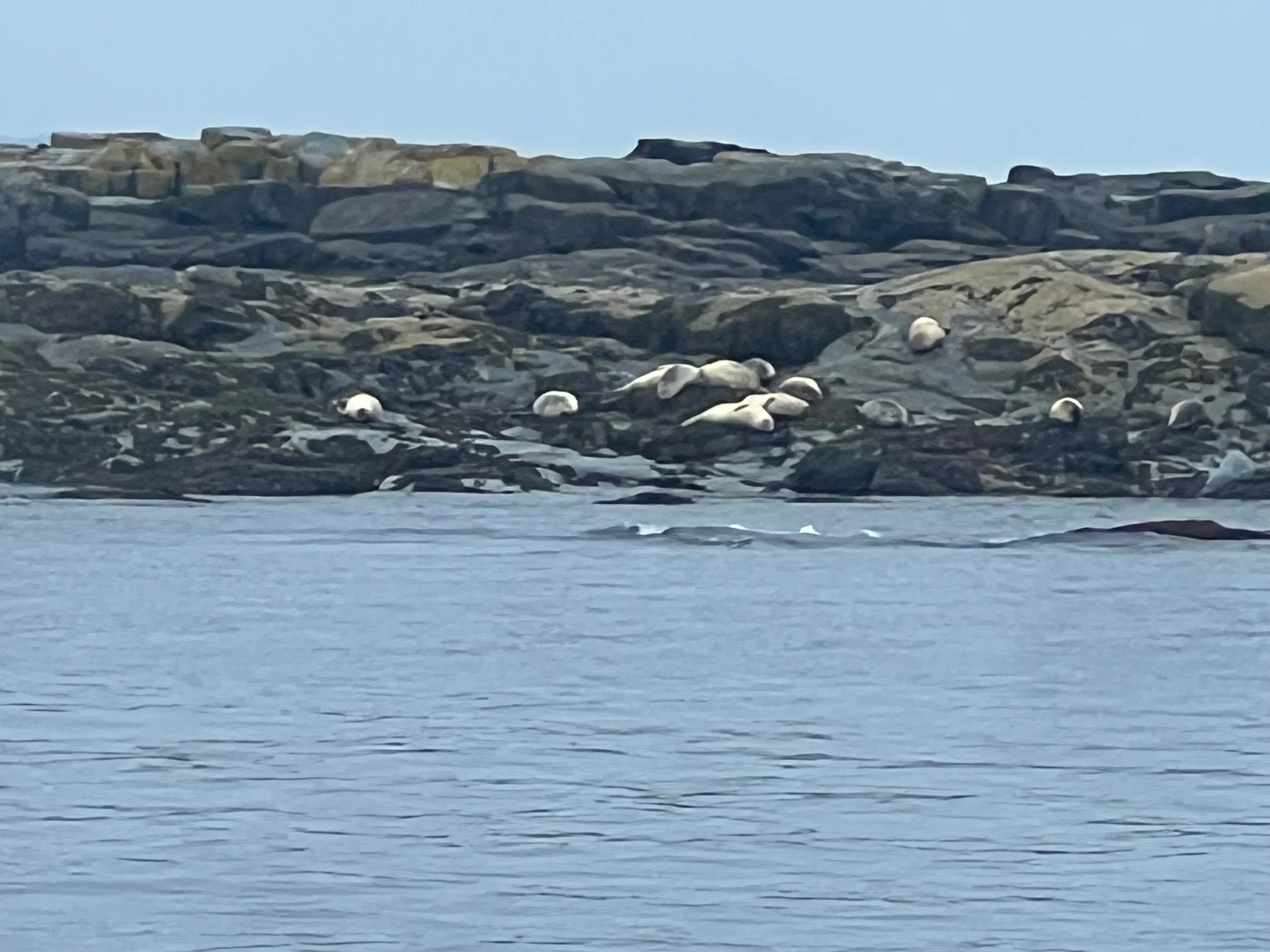 Seals off the coast of Maine