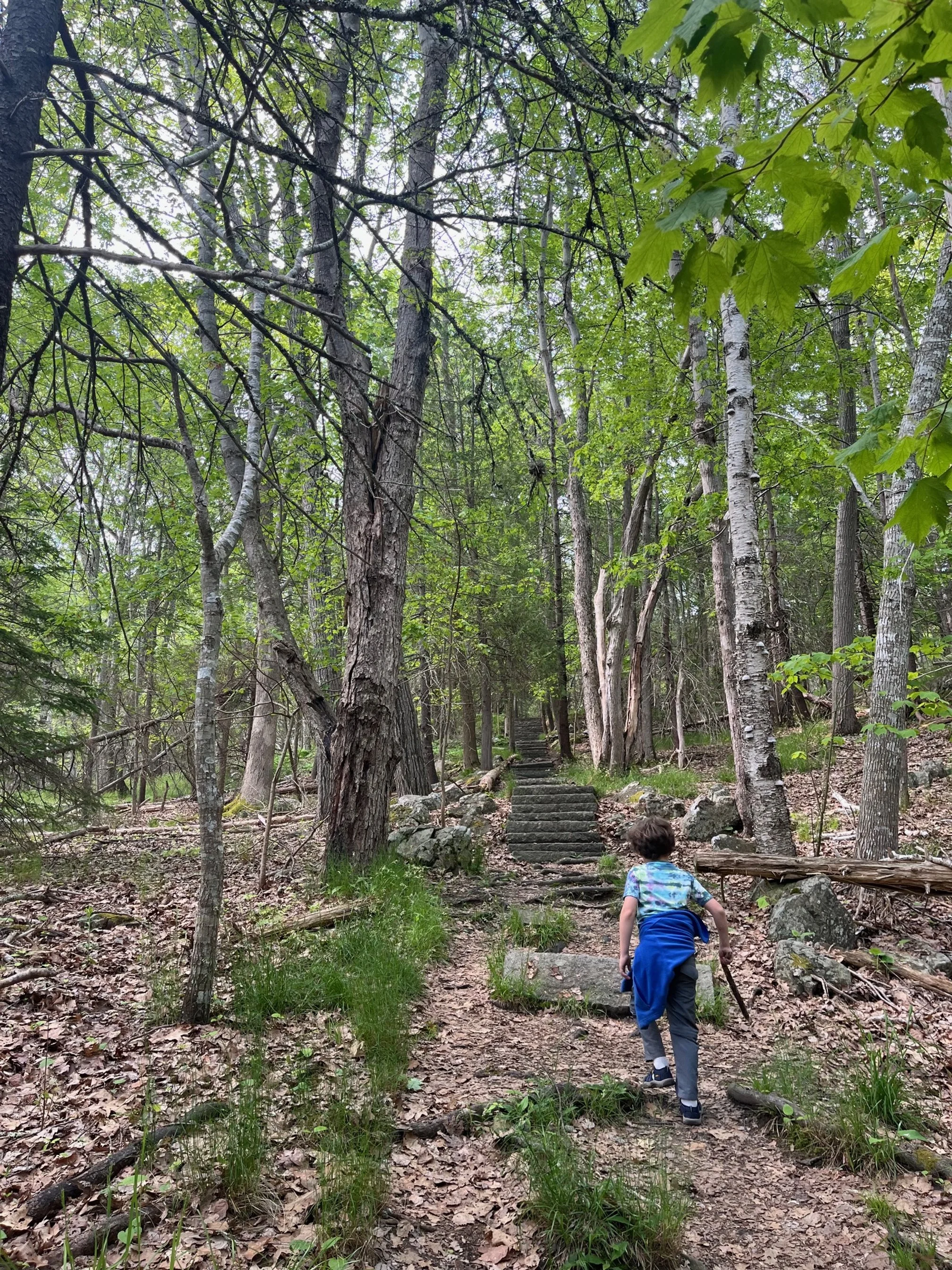 The author's son walks up the stone stairs in the woods on the Compass Harbor Trail