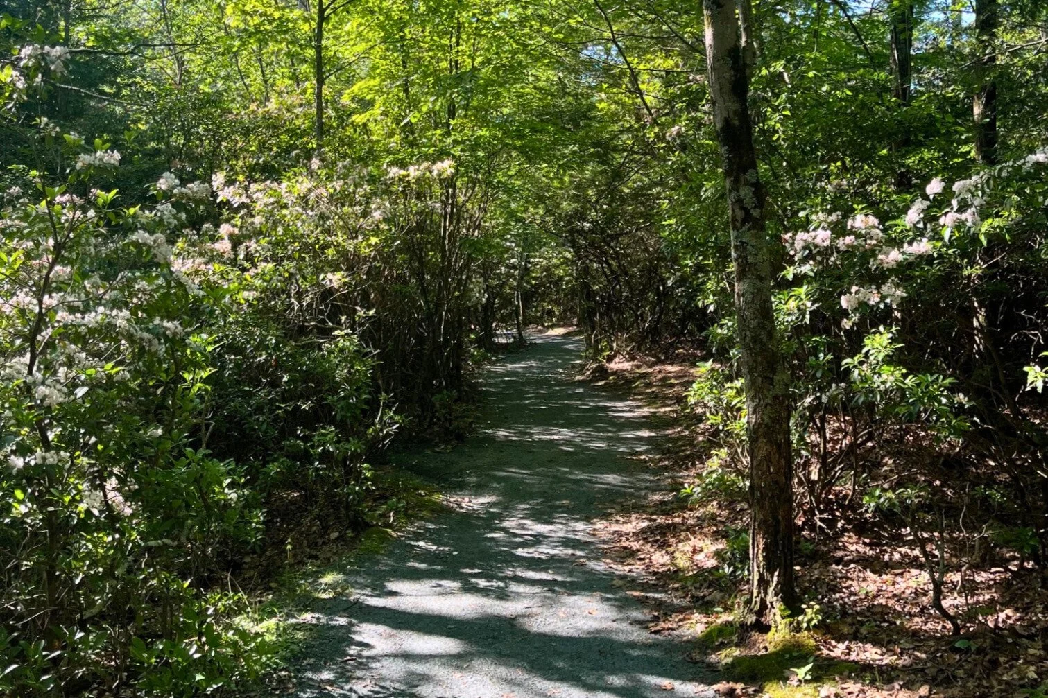 White and pink mountain laurel line the path of the Limberlost Trail in Shenandoah National Park
