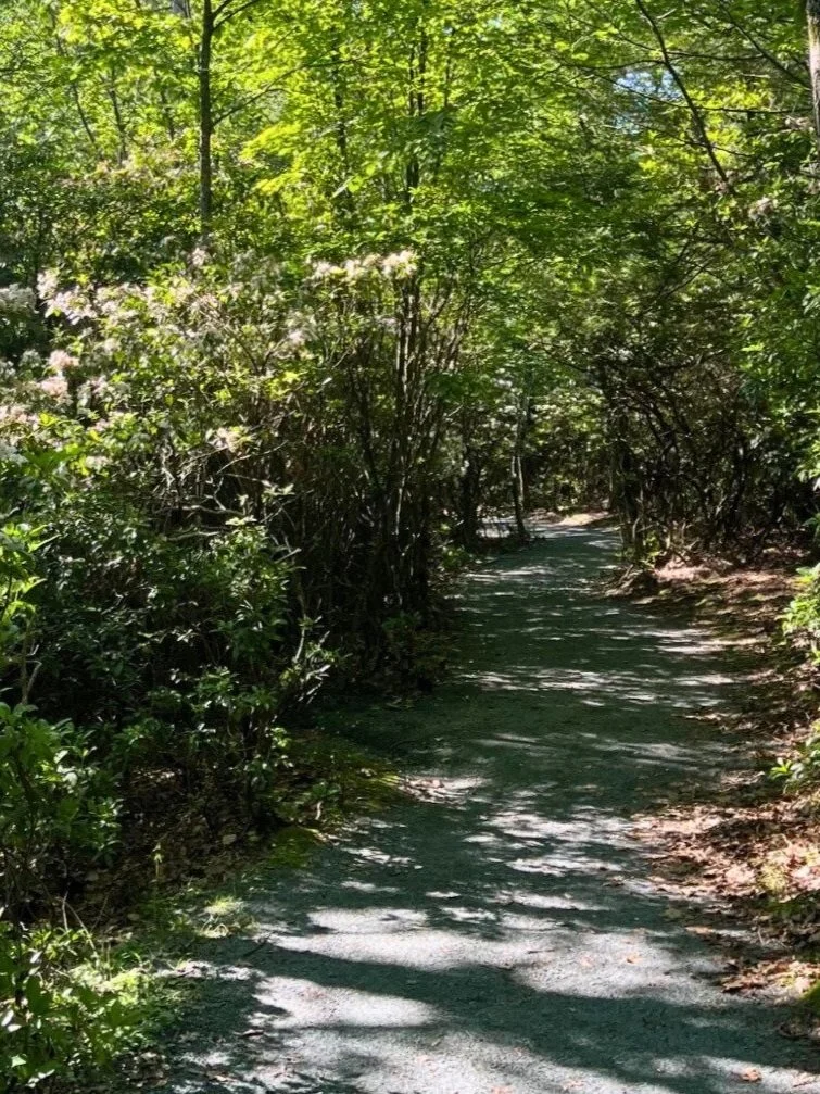 Limberlost Trail in Shenandoah National Park: A Hiking Guide