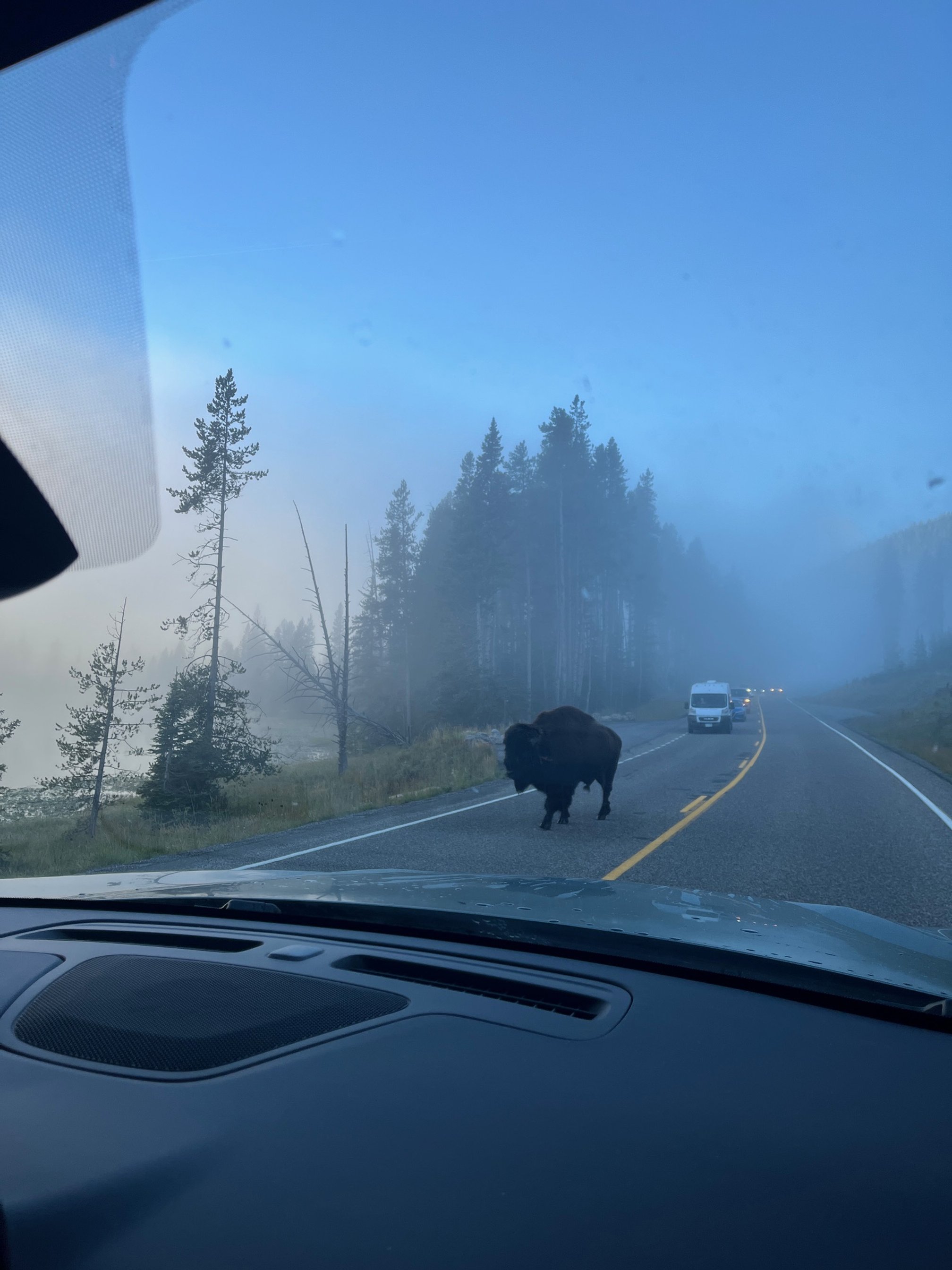 Bison near Canyon Village