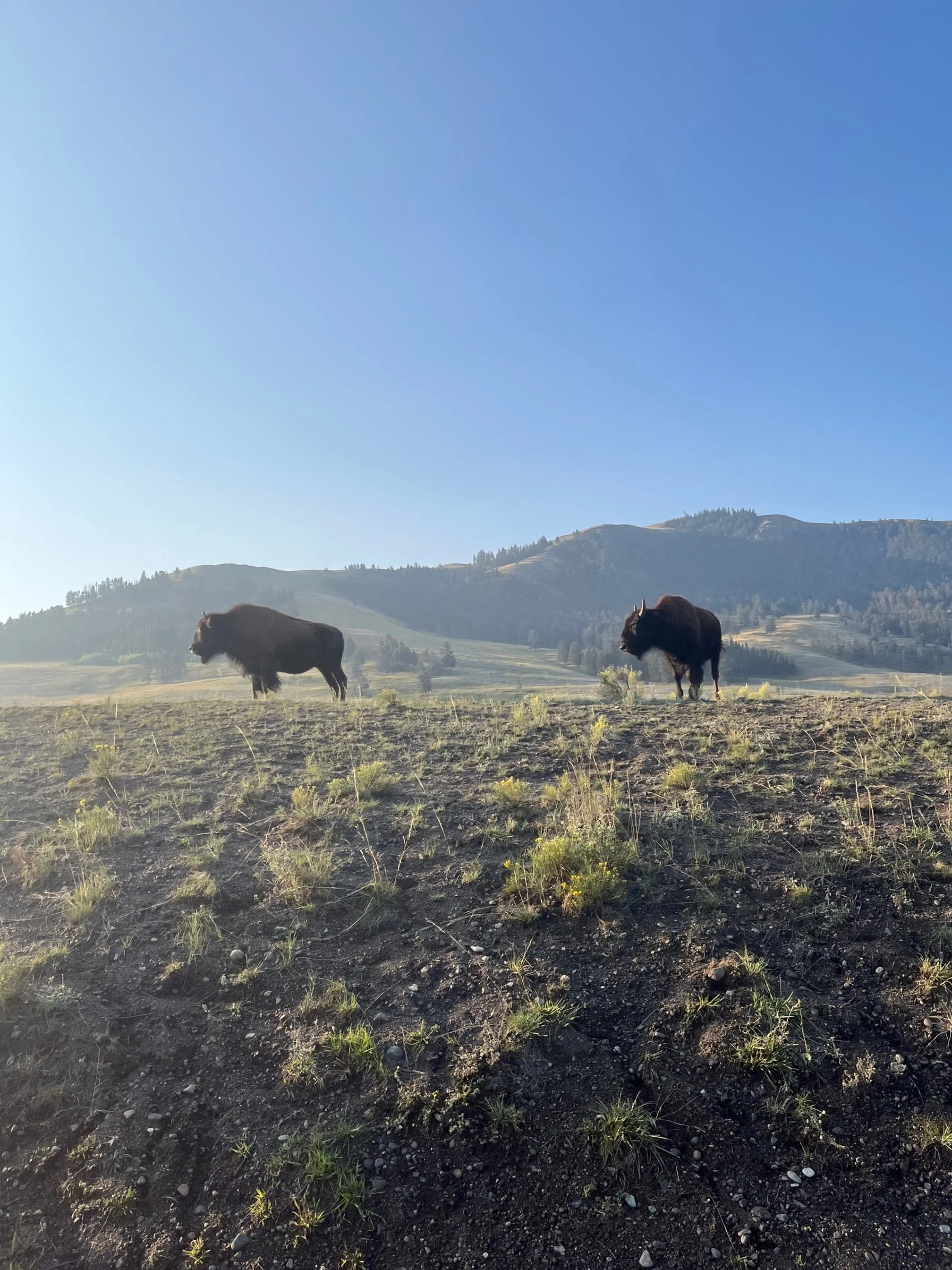 Bison in Lamar Valley