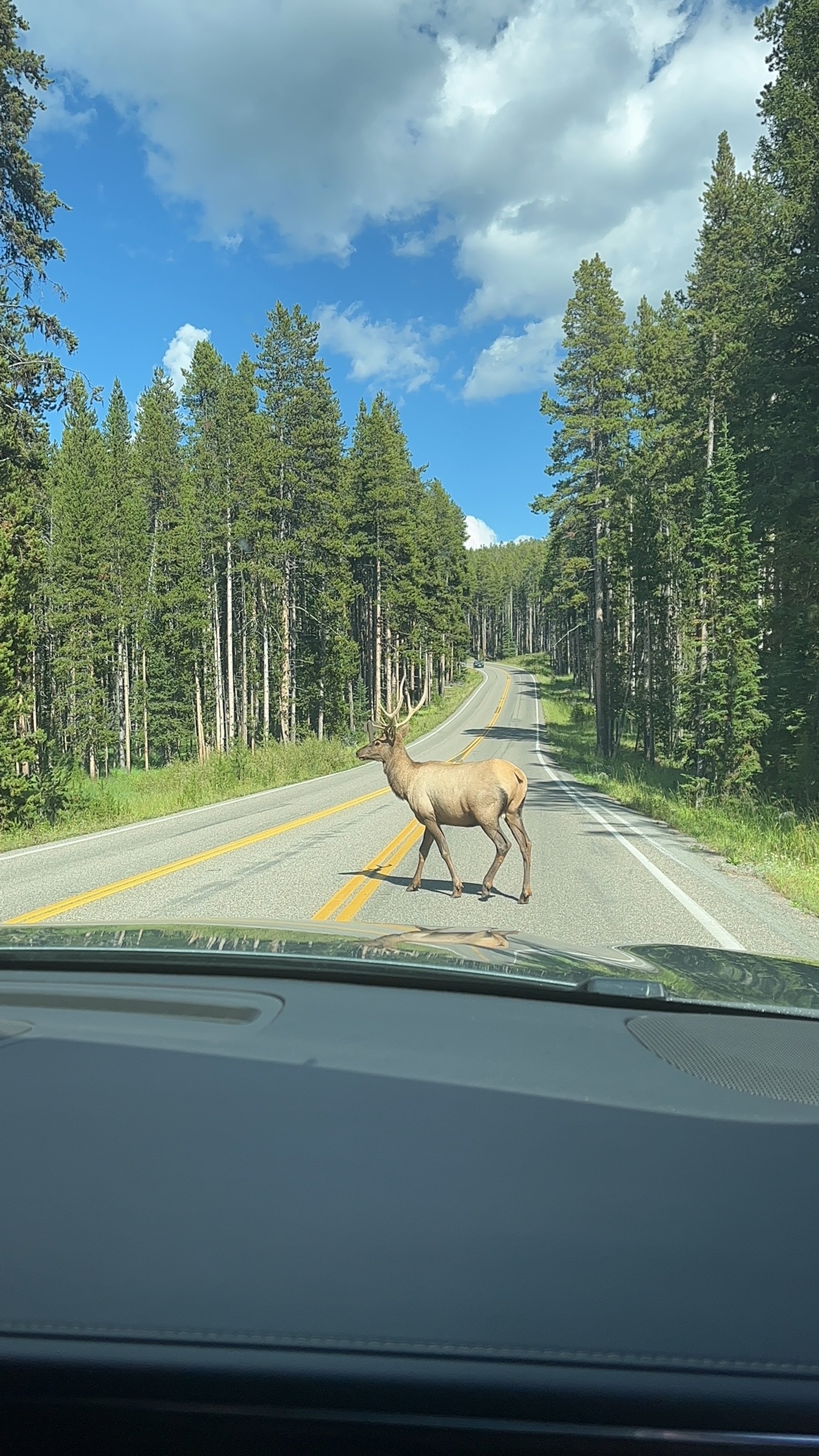 Elk near Dunraven Pass