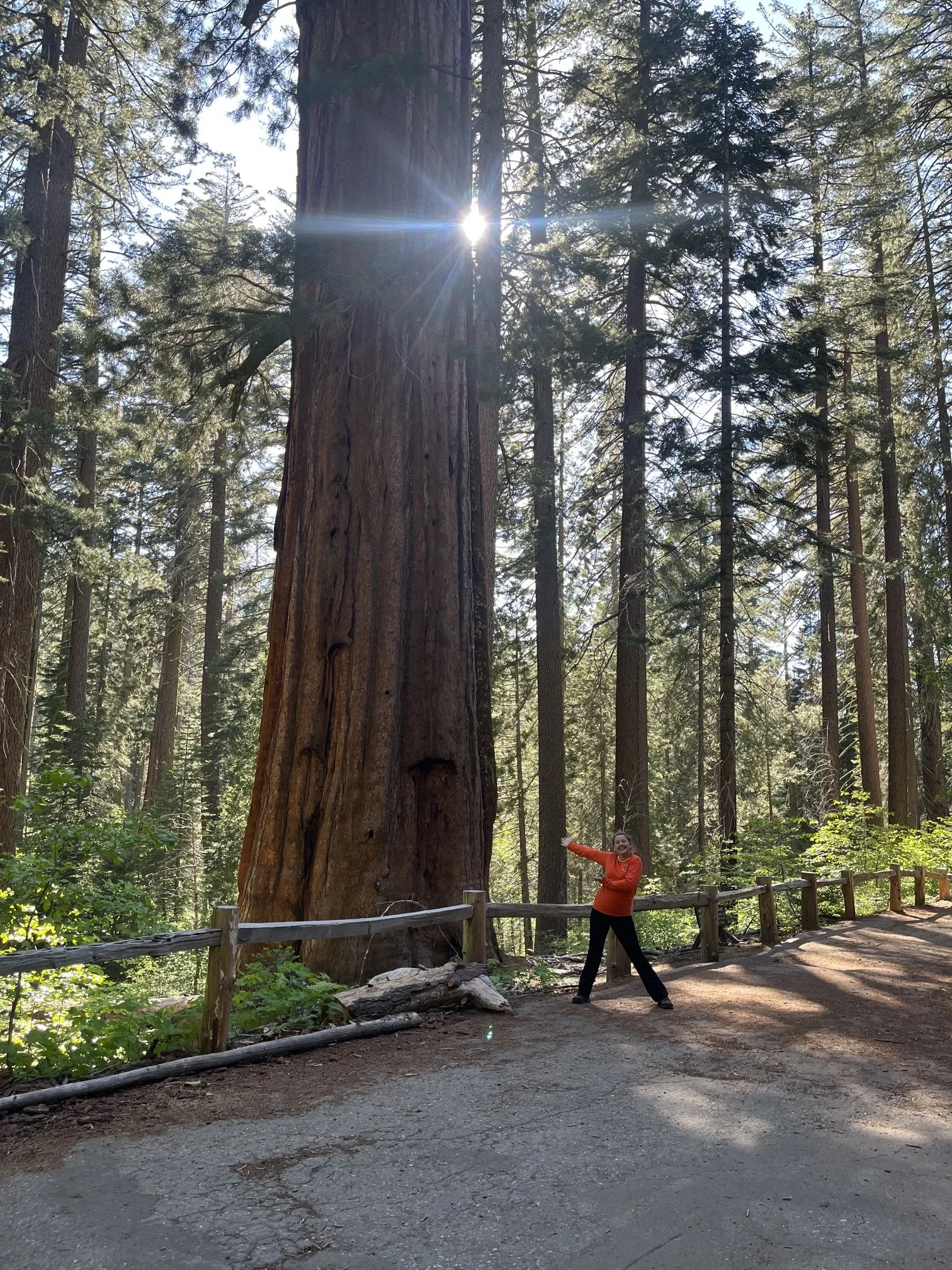 Tuolumne Grove