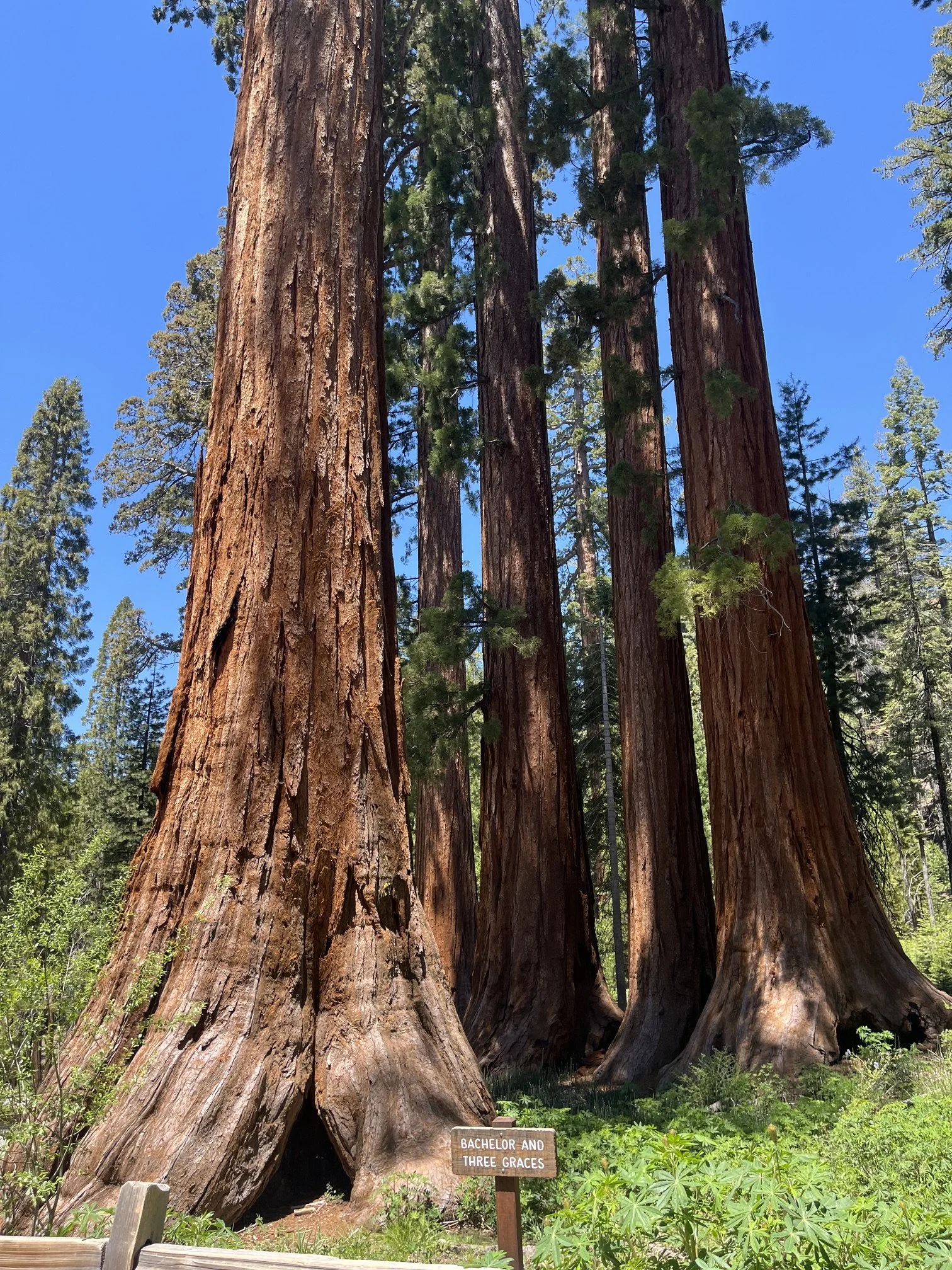 yosemite-national-park-with-kids-mariposa-grove-bachelor-3-graces.jpeg