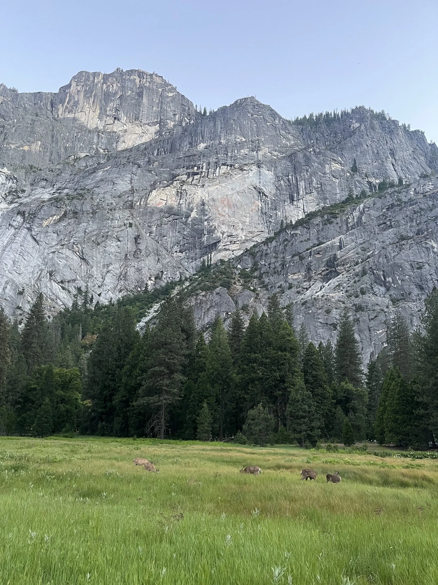yosemite-national-park-with-kids-mule-deer.jpeg