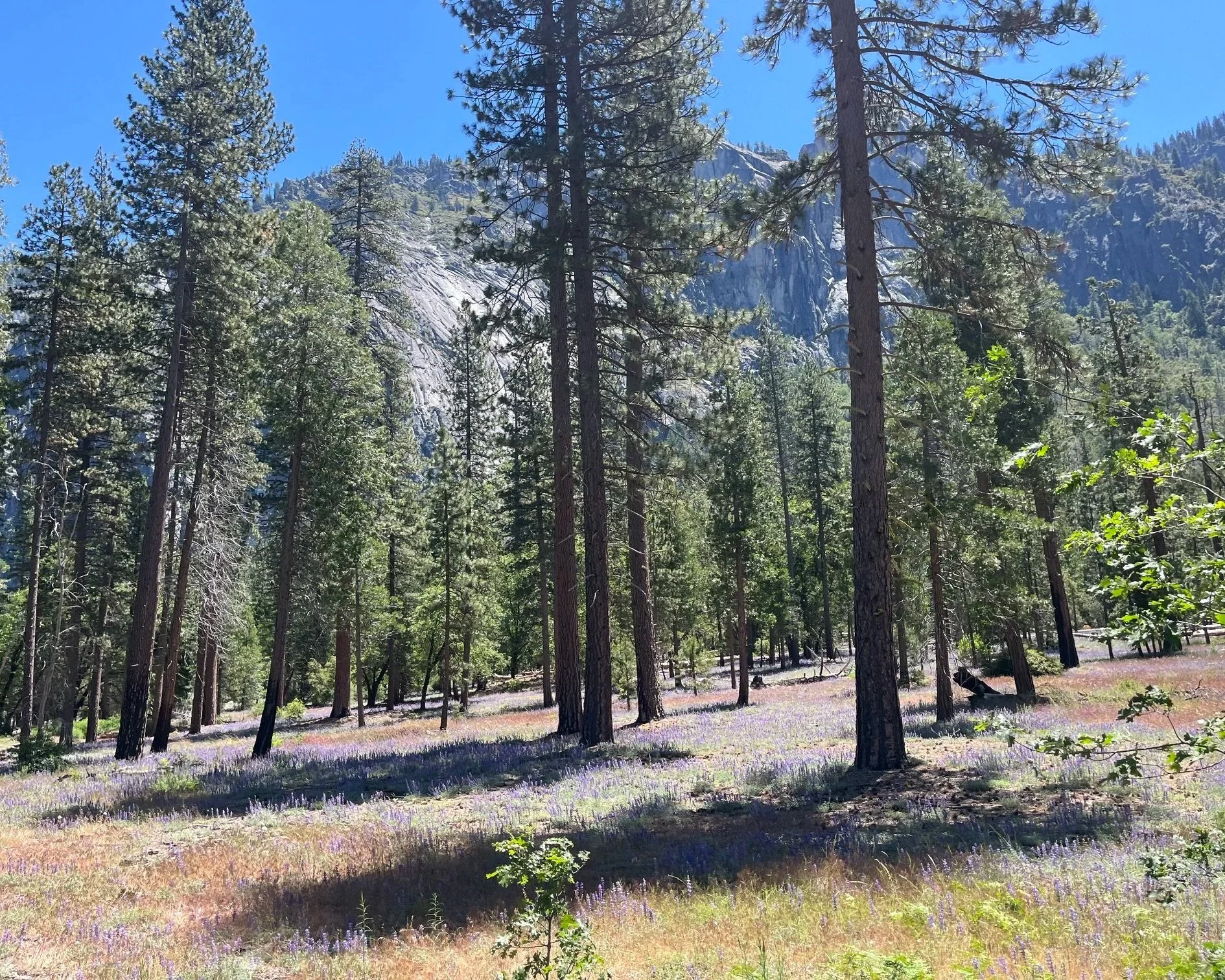 yosemite-national-park-with-kids-meadow-lupine.jpg
