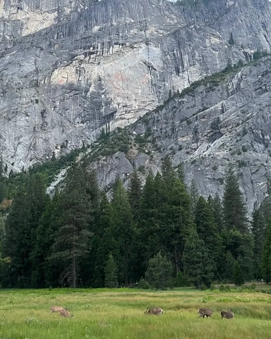 yosemite-national-park-with-kids-mule-deer.jpg