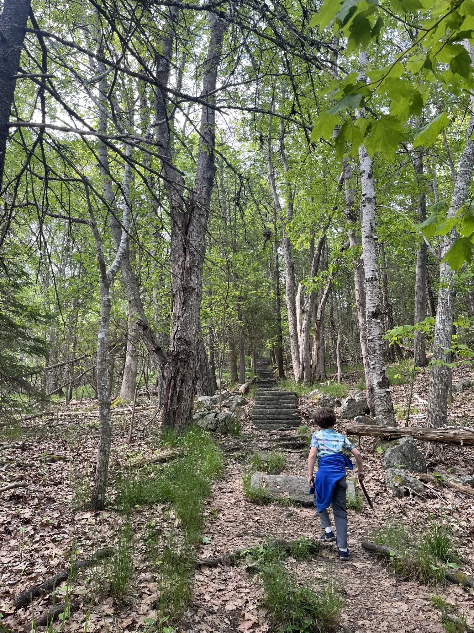 compass-harbor-trail-guide-acadia-national-park-stairs-boy.jpeg