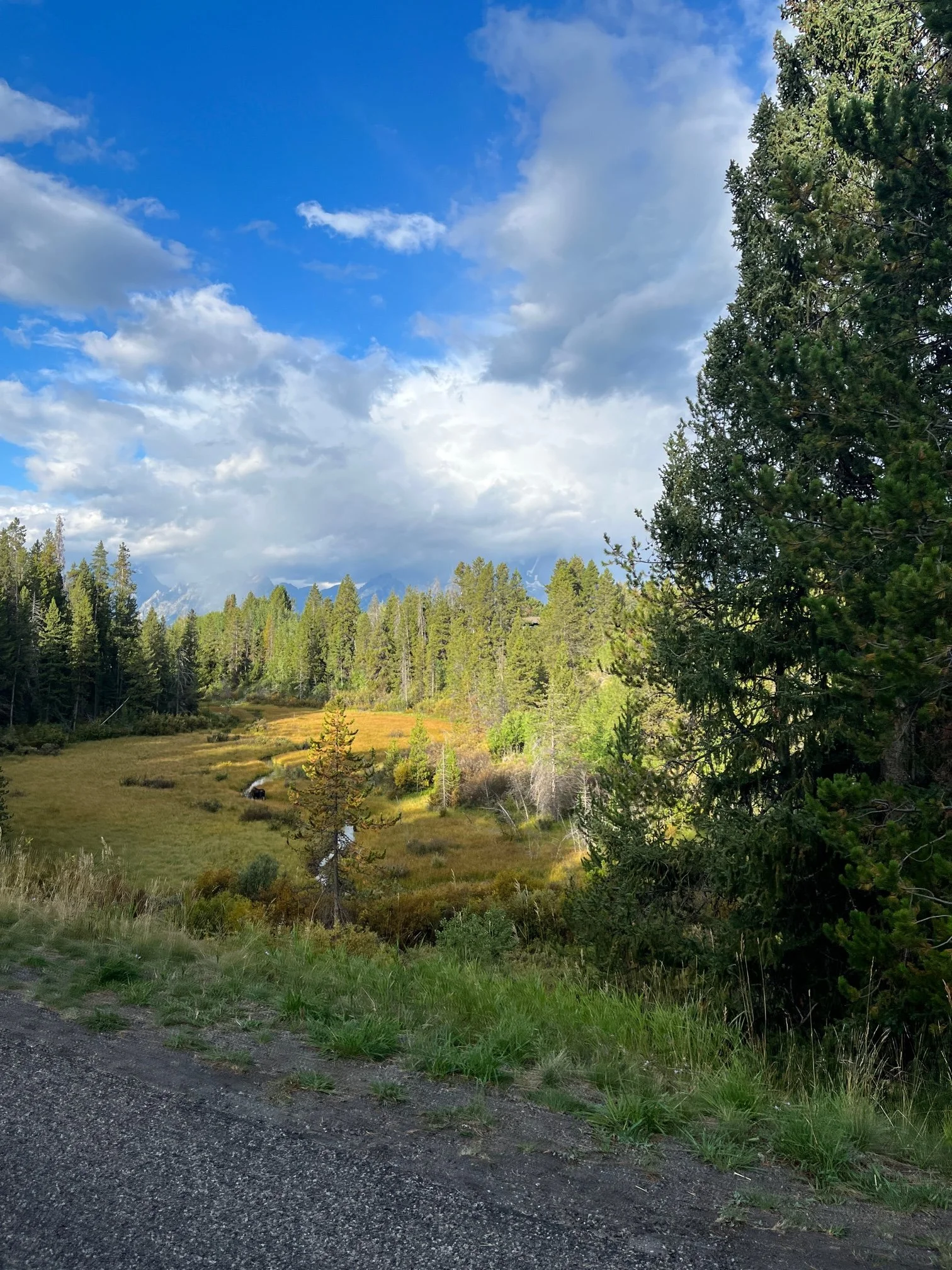 2-days-grand-teton-itinerary-moose.JPG