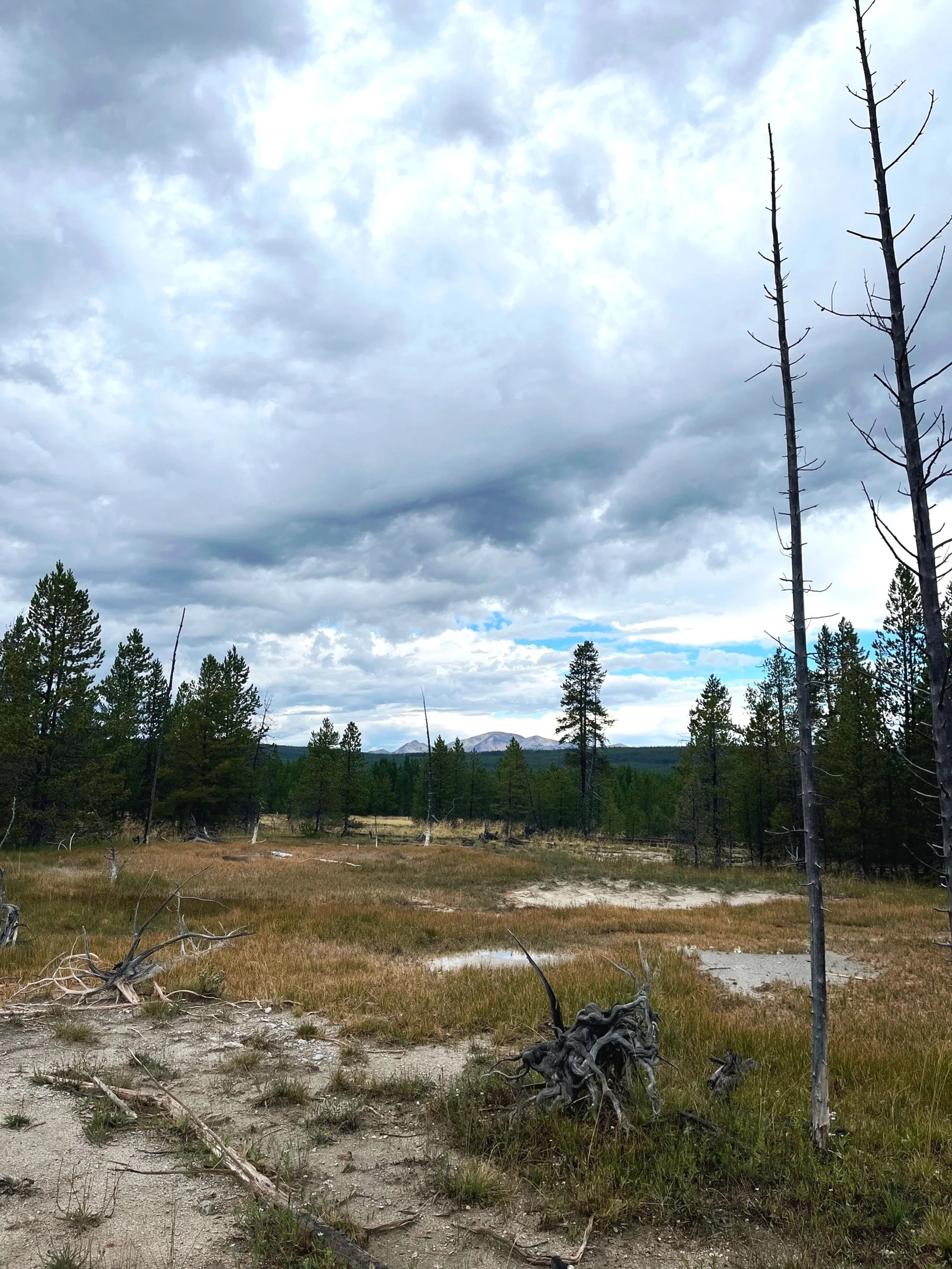 lodge pole pines on the side of the Artists Paint Pot trail with Mount Holmes peeking over in the background