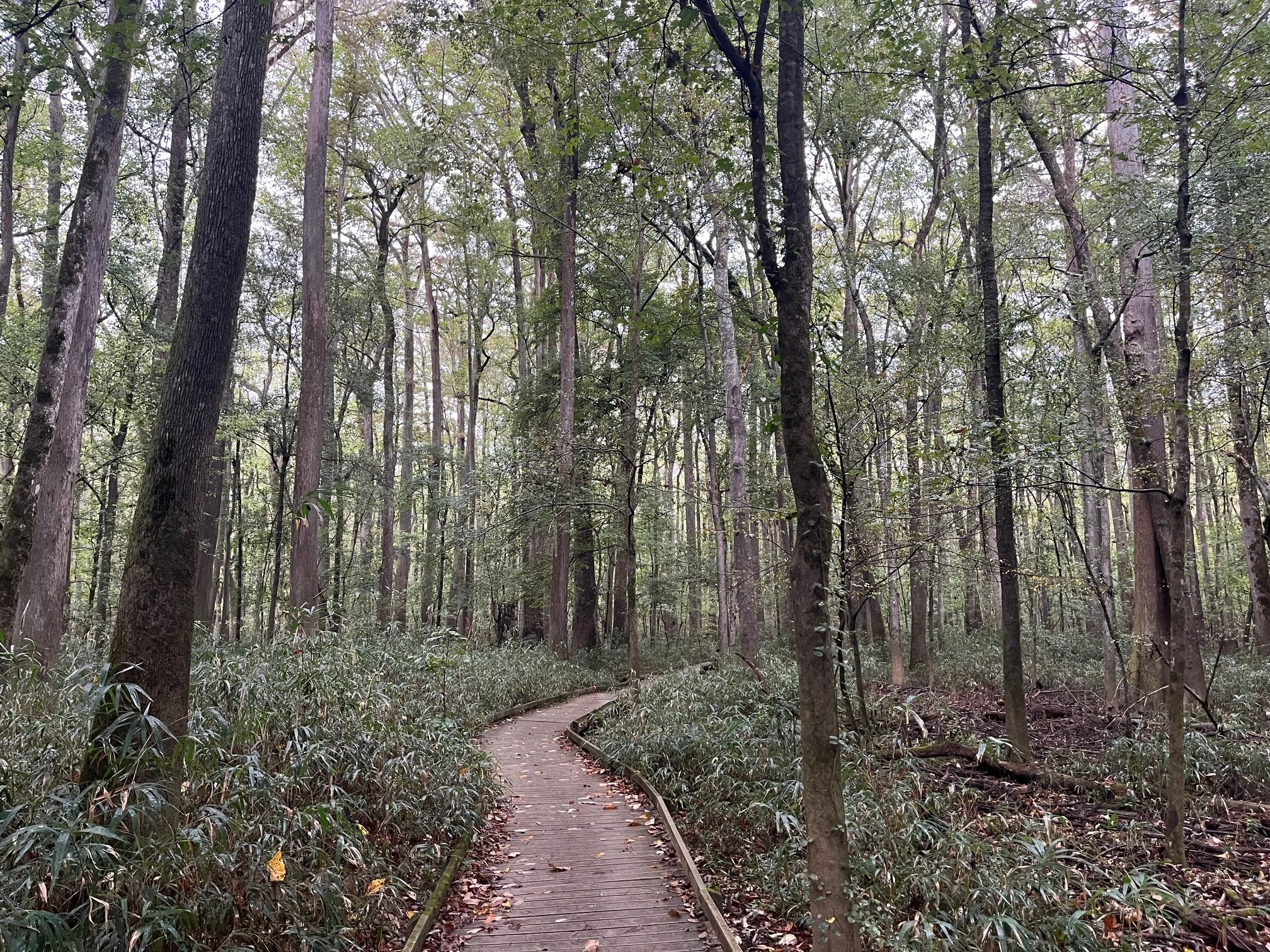 Cane breaks on either side of the Boardwalk Loop Trail