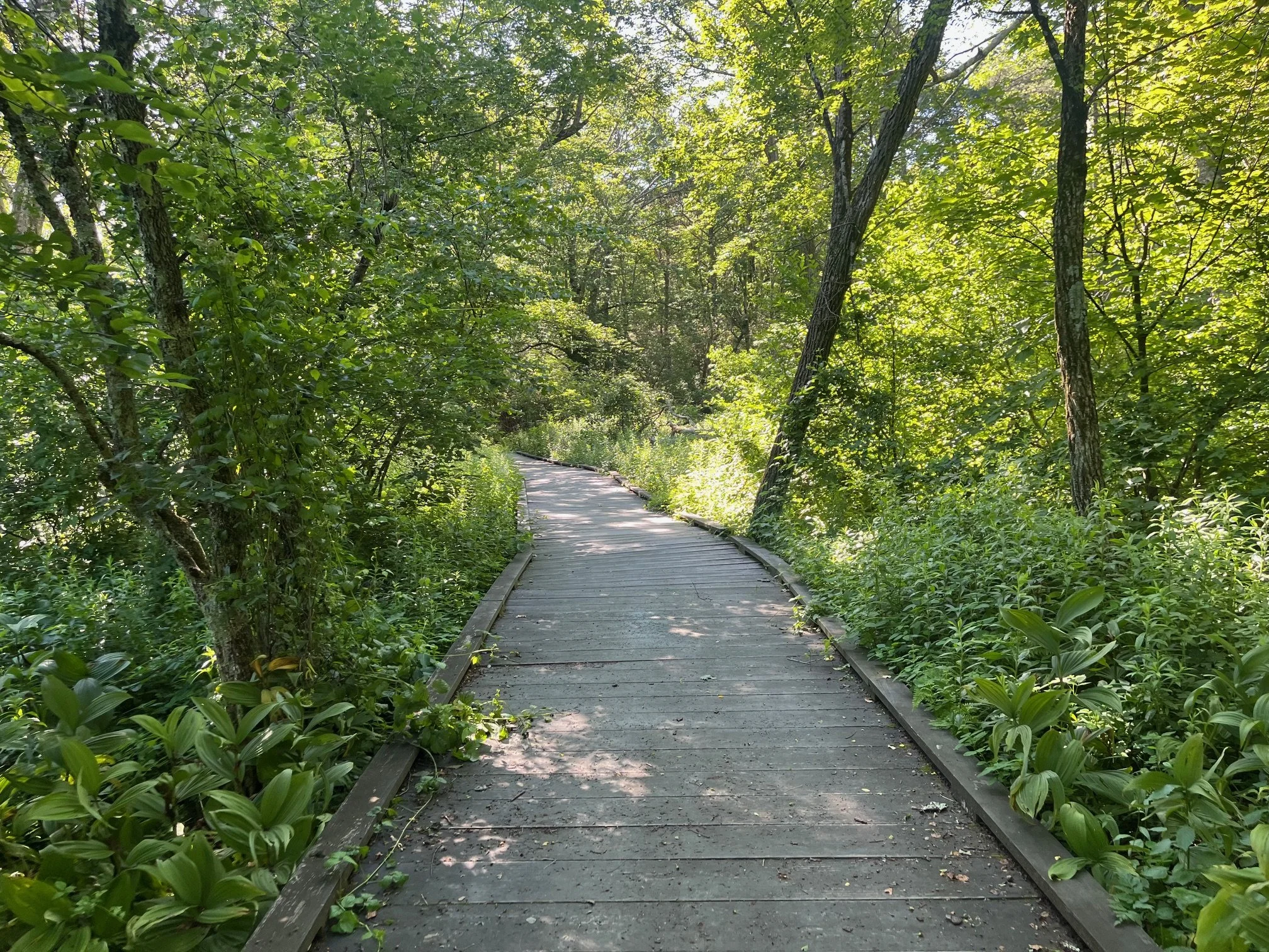 Wooden boardwalk with greenery and trees on either side of the trail