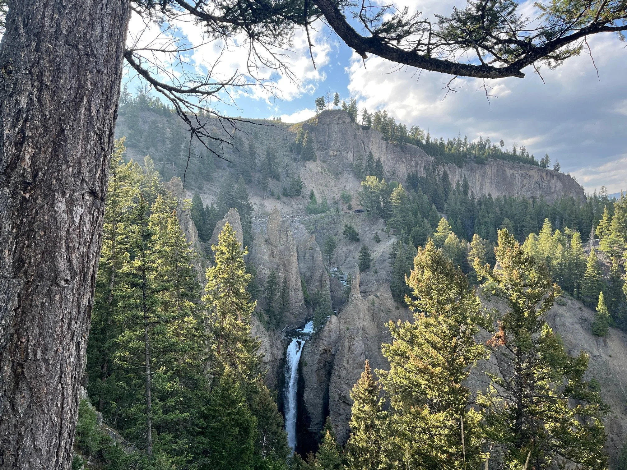 Tower Falls as seen through a group of pine trees