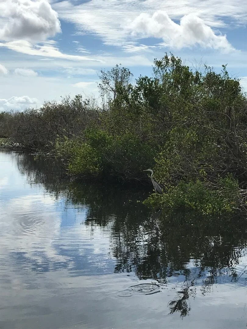 east-coast-national-park-everglades-bird.jpeg