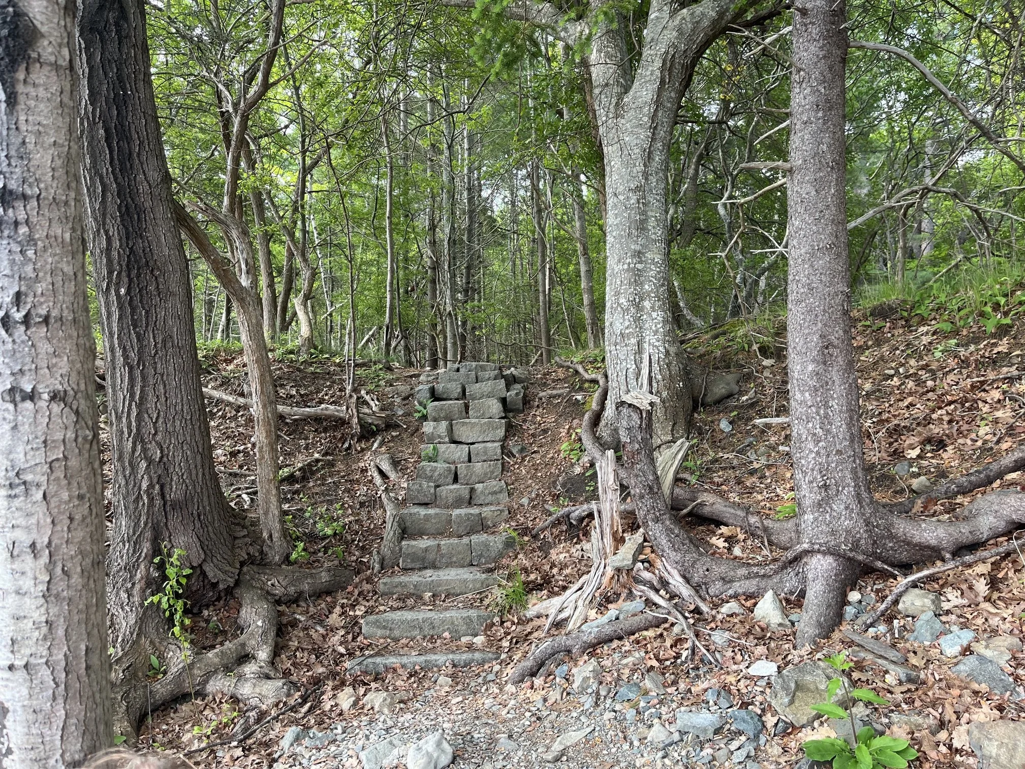 A set of stairs made from cut stone leads into the woods at the Compass Harbor trail