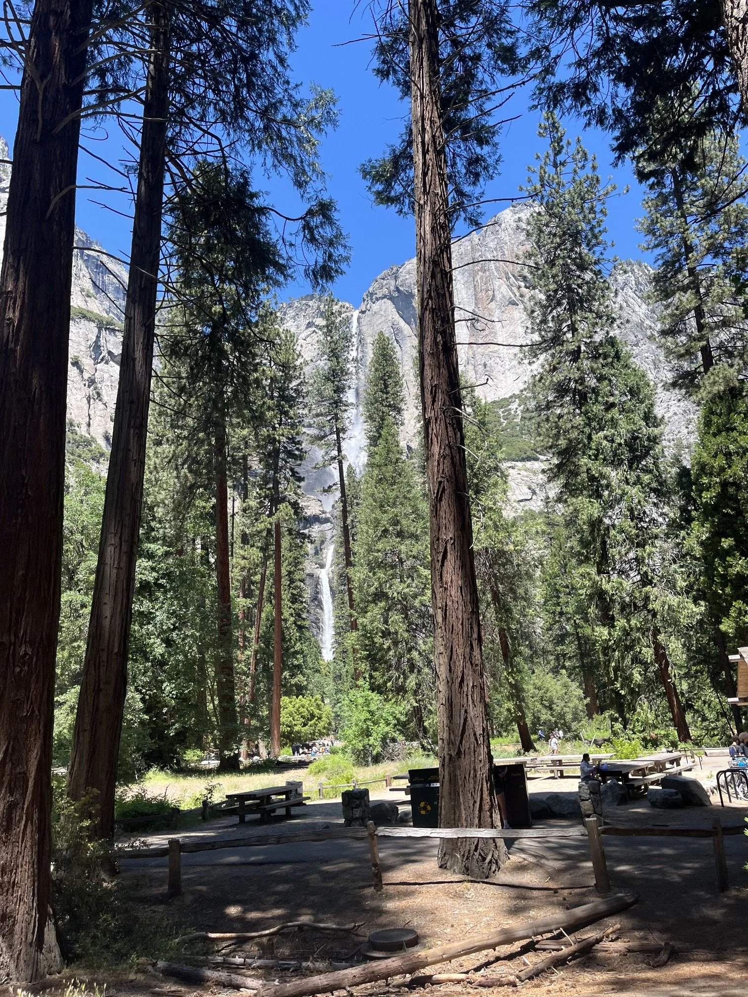Yosemite Falls with pine trees in front of it