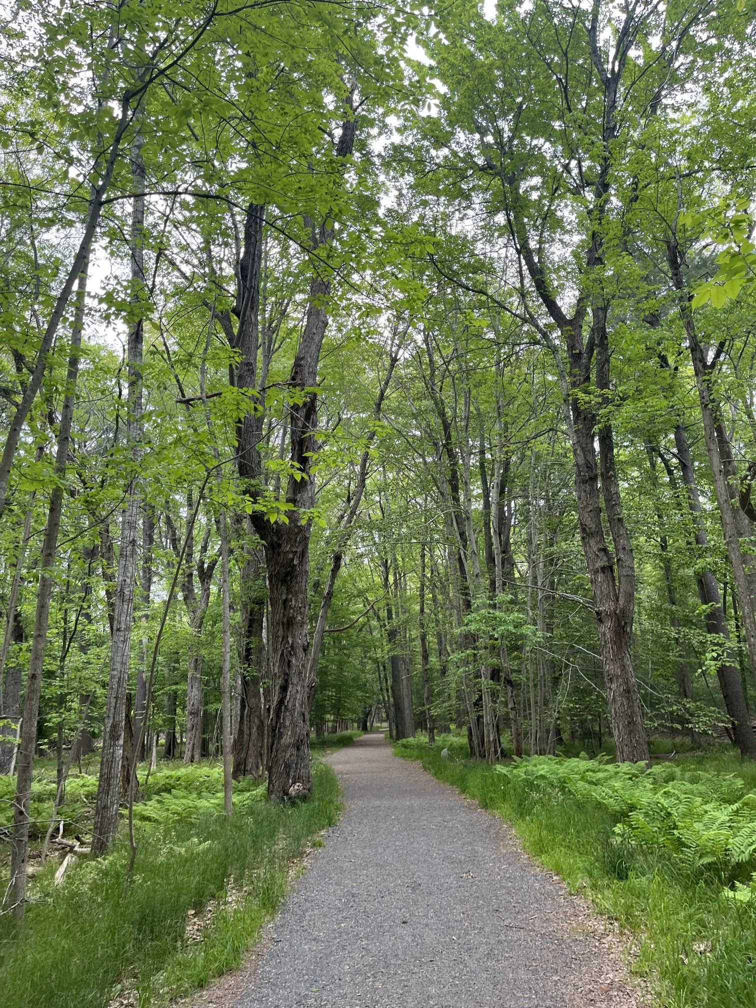 a wide, gravel path leads into the woods on the Compass Harbor Trail