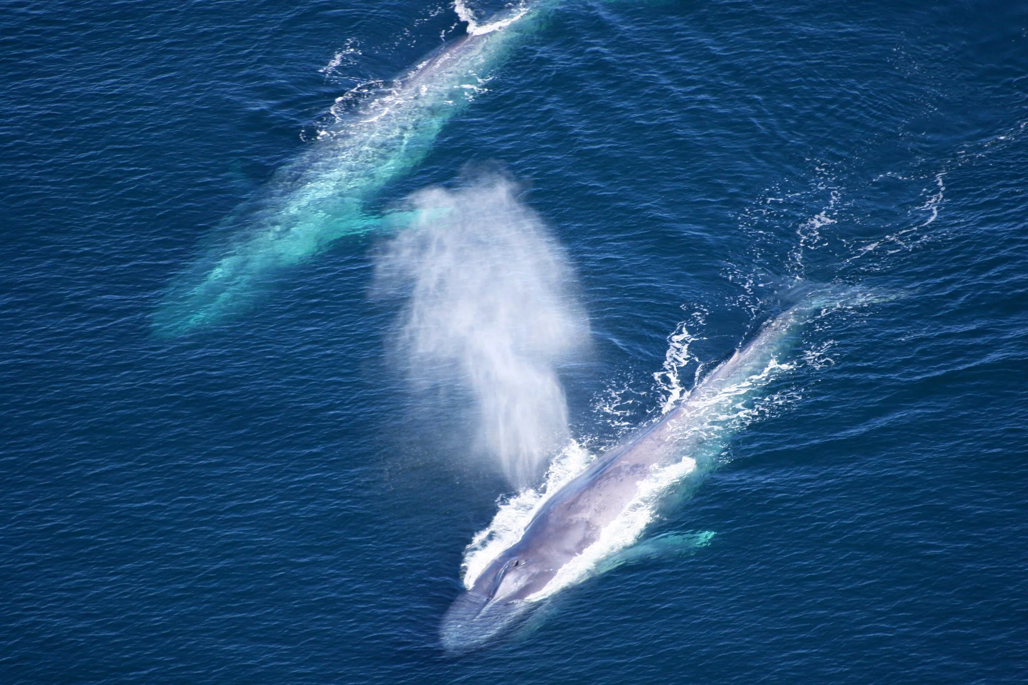 channel-islands-national-park-whales.jpg