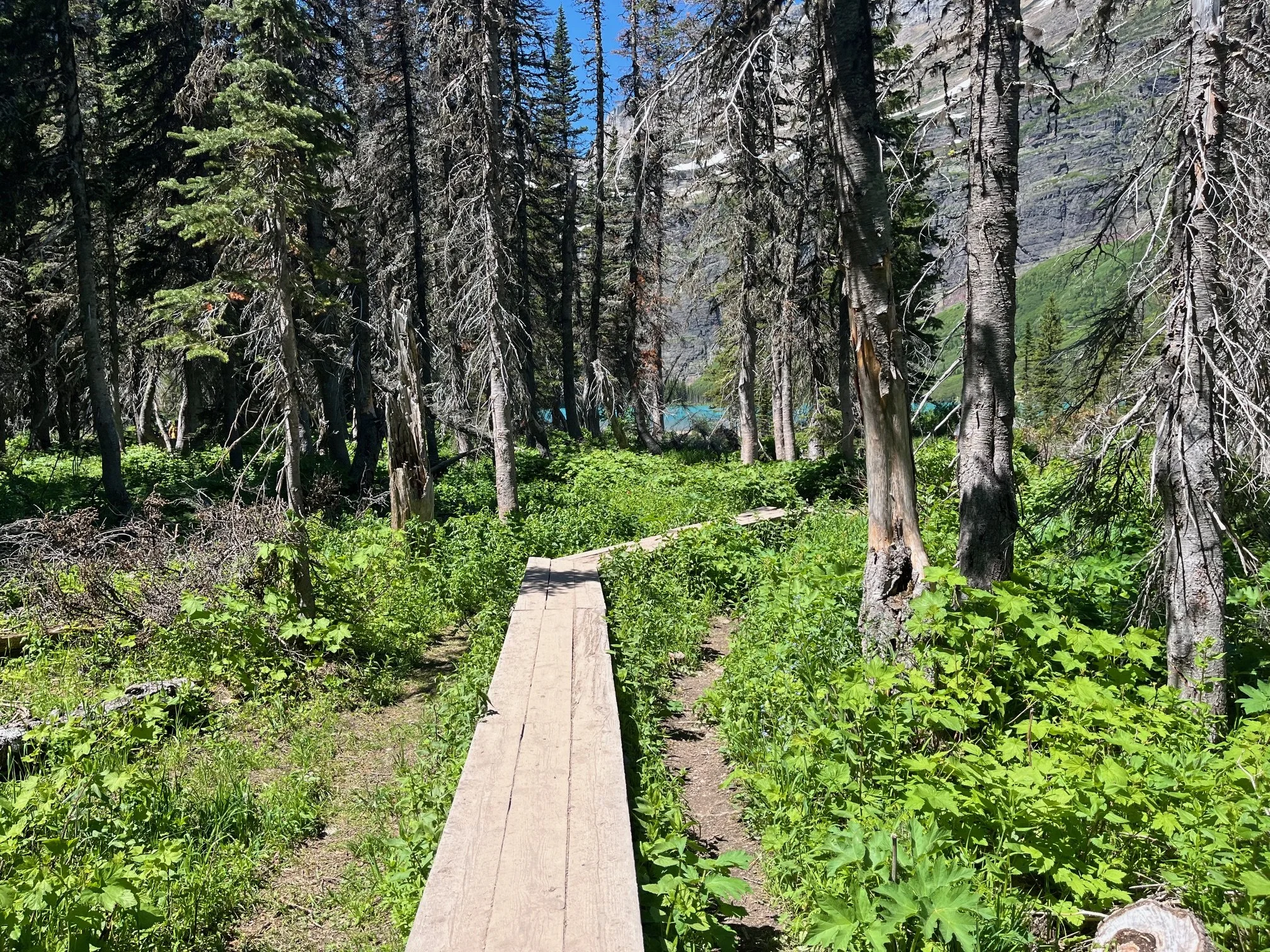 Trail made of wooden boards leading through brush with the blue waters of Grinnell Lake peeking through the trees