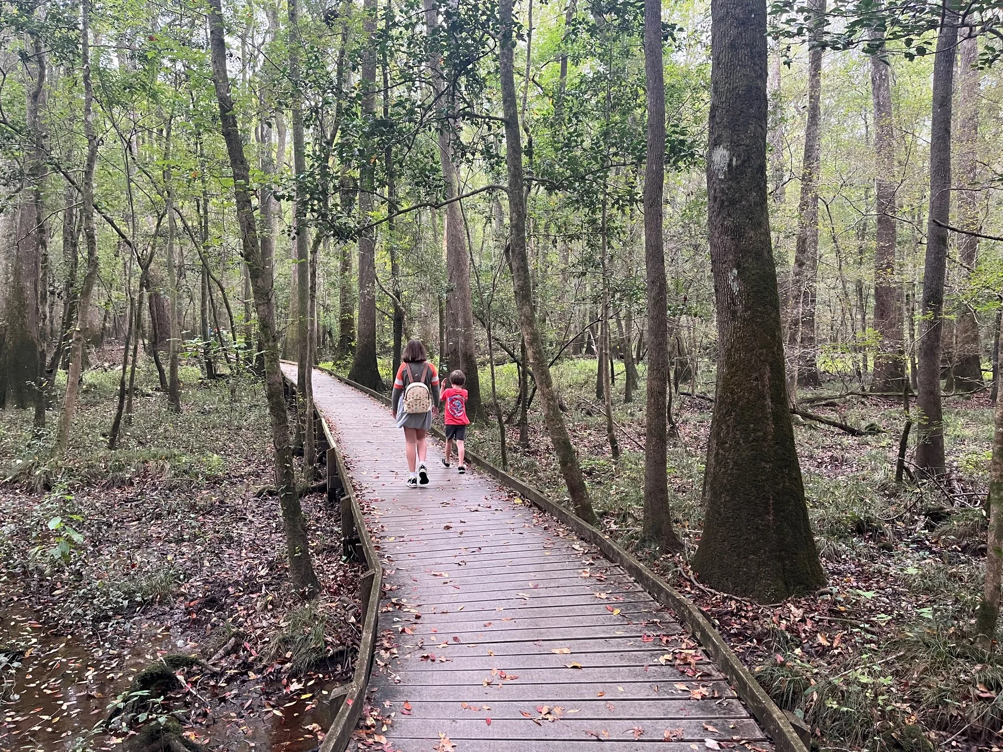 The author's children walk along the wooden boardwalk trail in Congaree National Park with cypress trees on either side