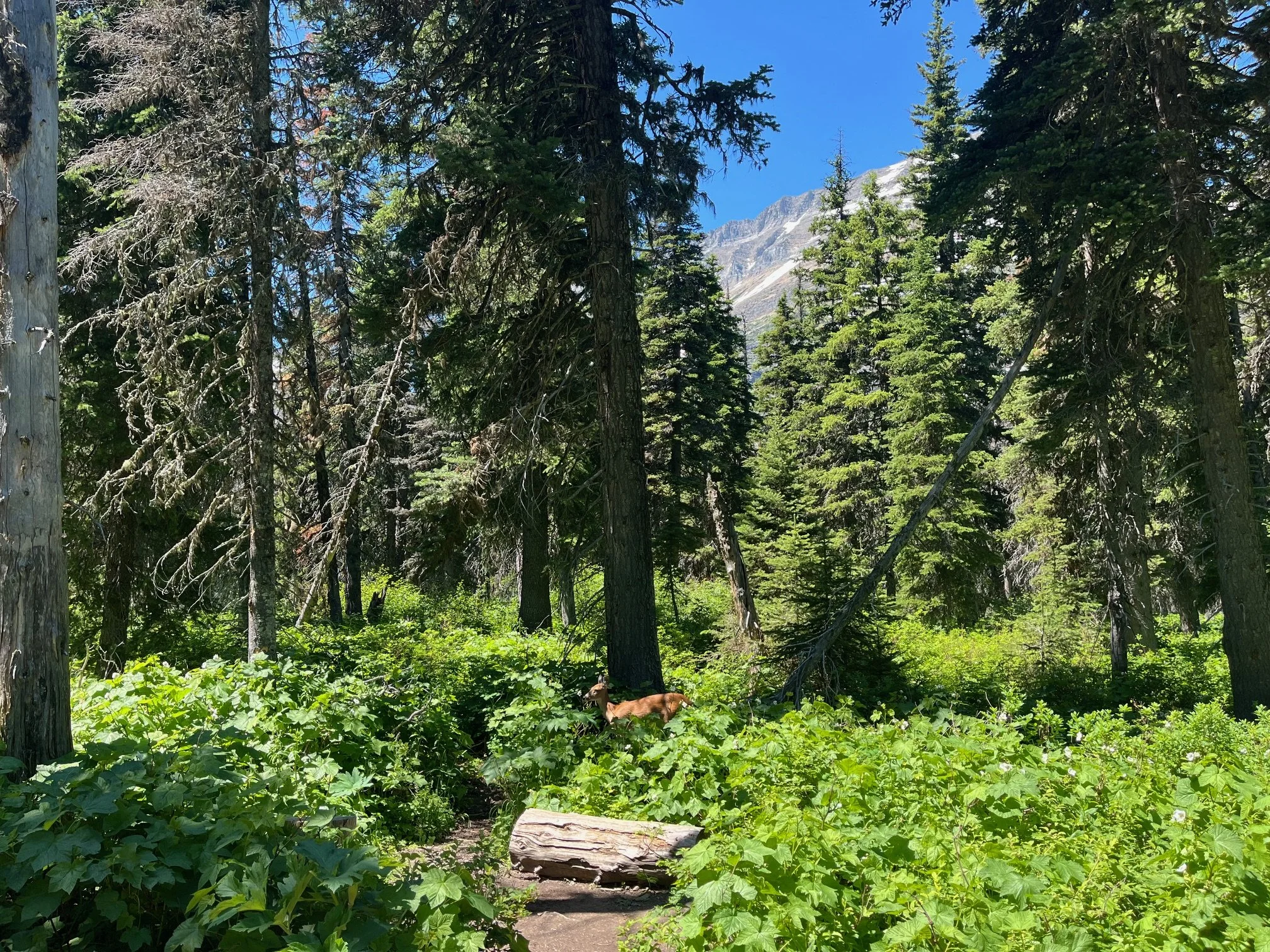 A deer off of the path of the Grinnell Lake Trail