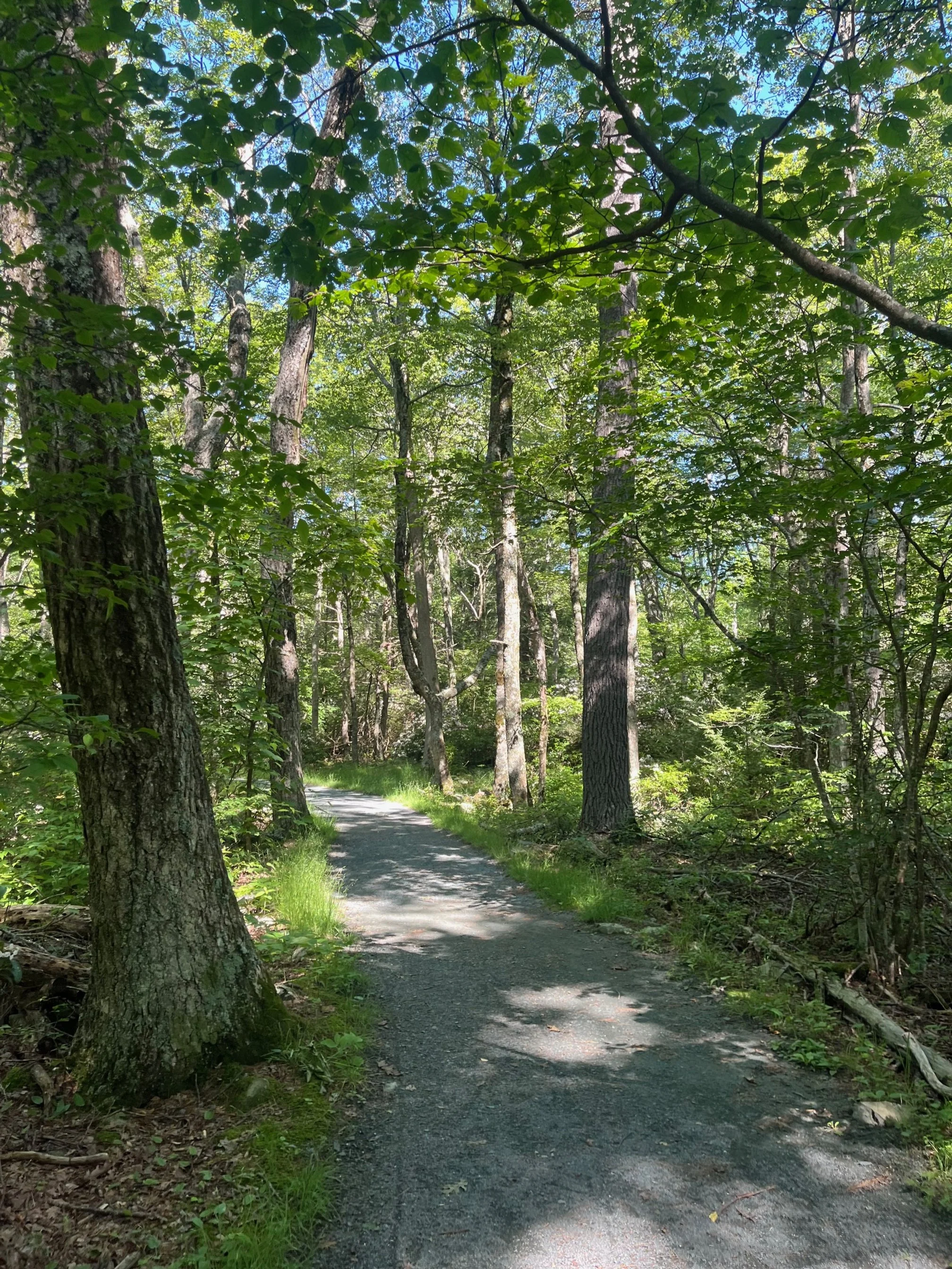 Trees along the Limberlost Trail near the parking lot