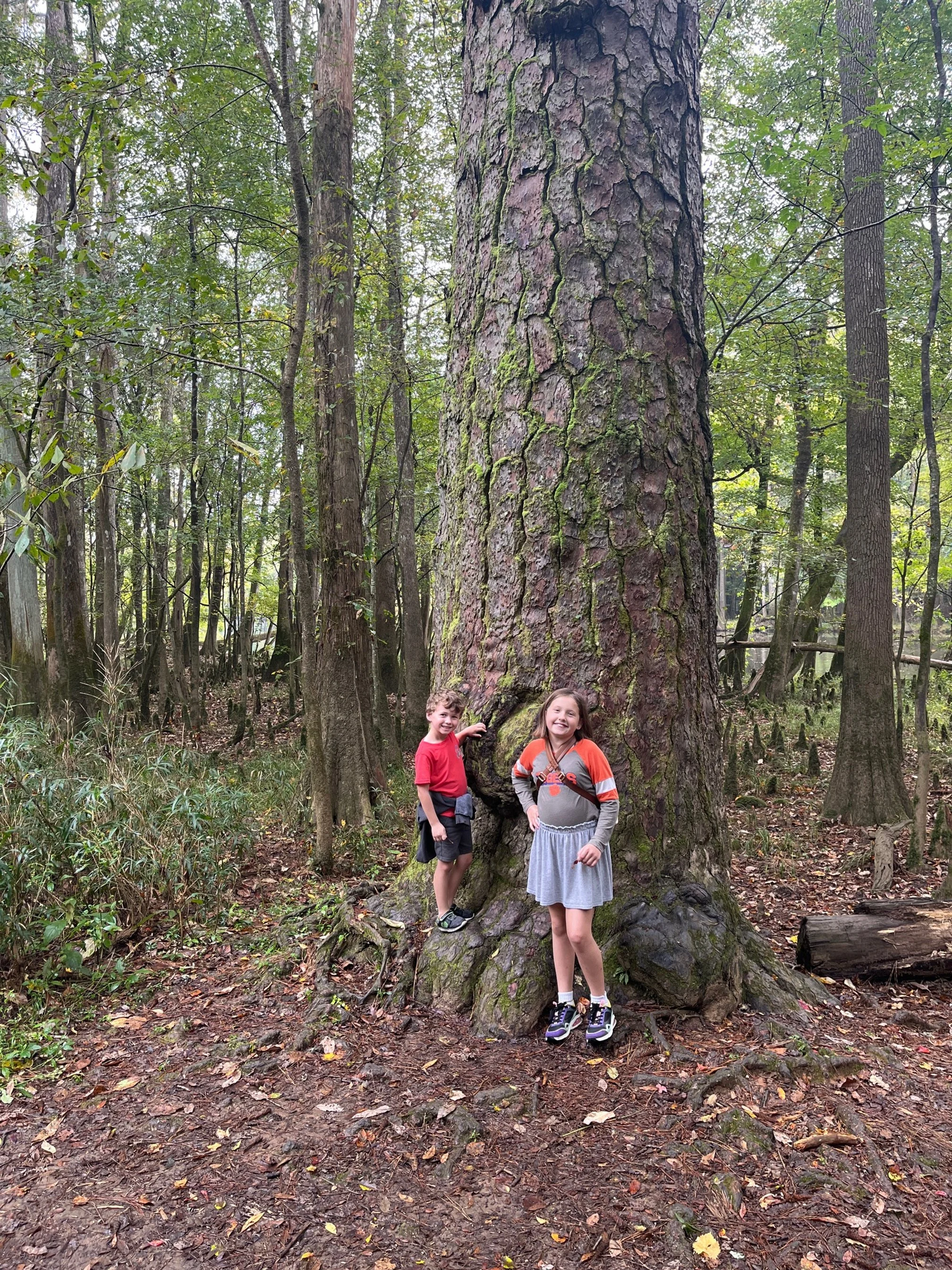 The author's children standing next to a loblolly pine that is a previous state champion tree