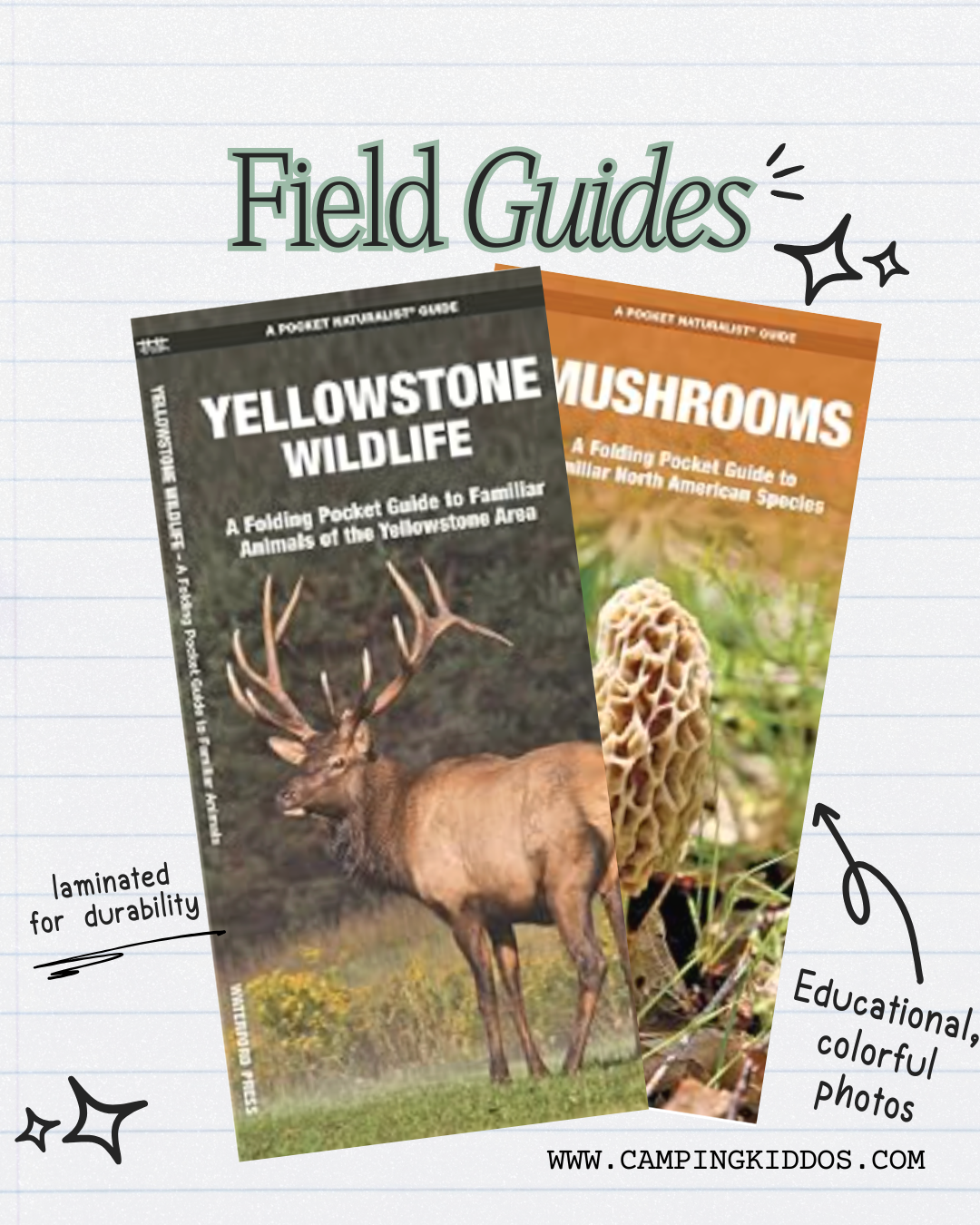 Colorful, laminated field guides about mushrooms and wildlife