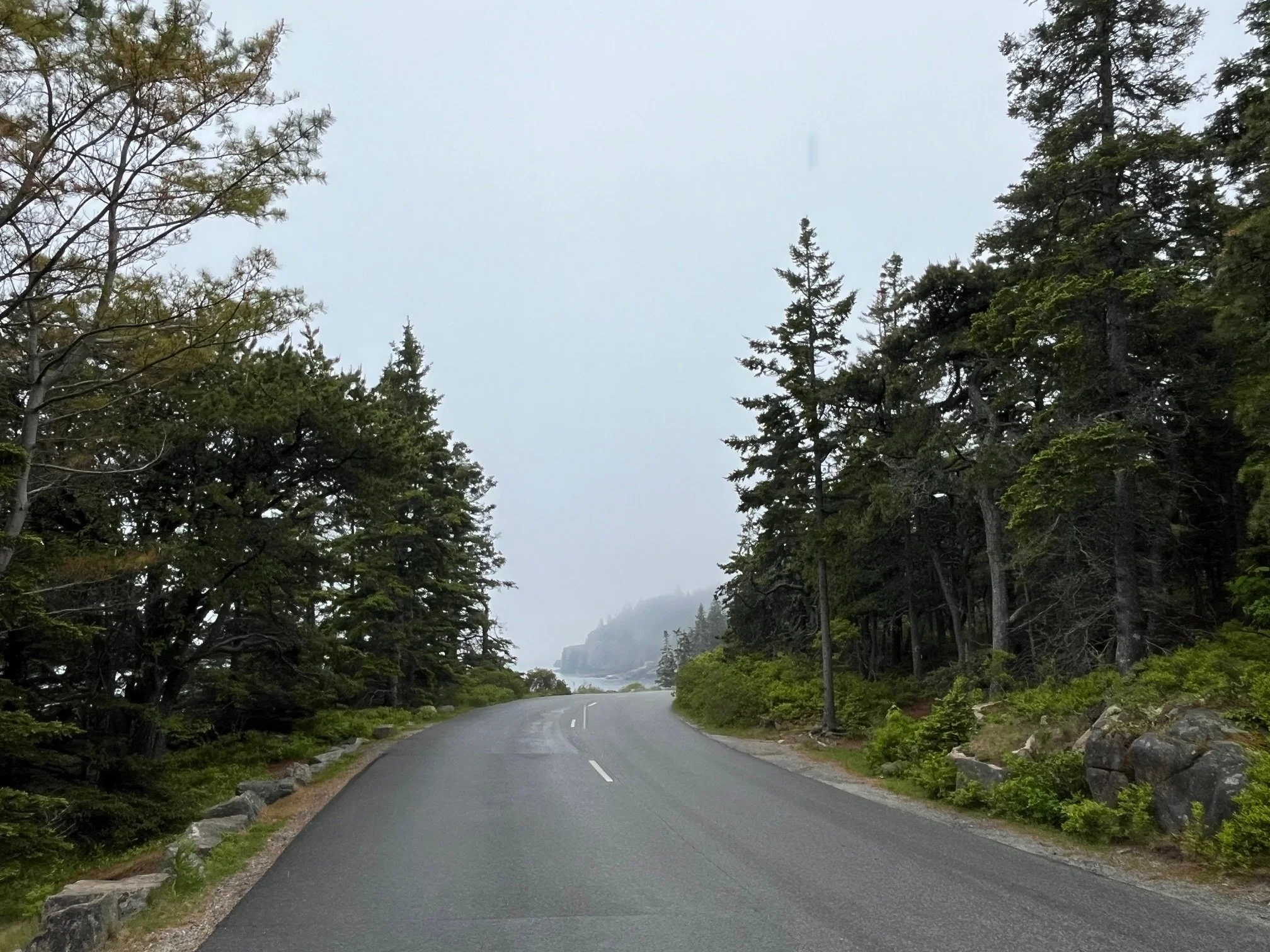 Park Loop Road in the fog with pine trees on either side