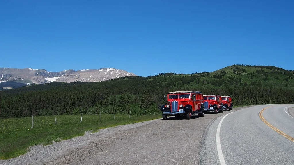 3 Red Bus tours park at a scenic overlook with pine forest and mountains in the background