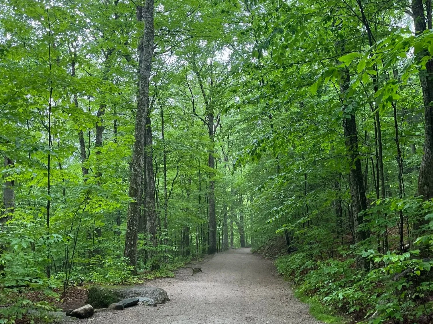 The lush forest on either side of a wide gravel section of the Flume Gorge trail
