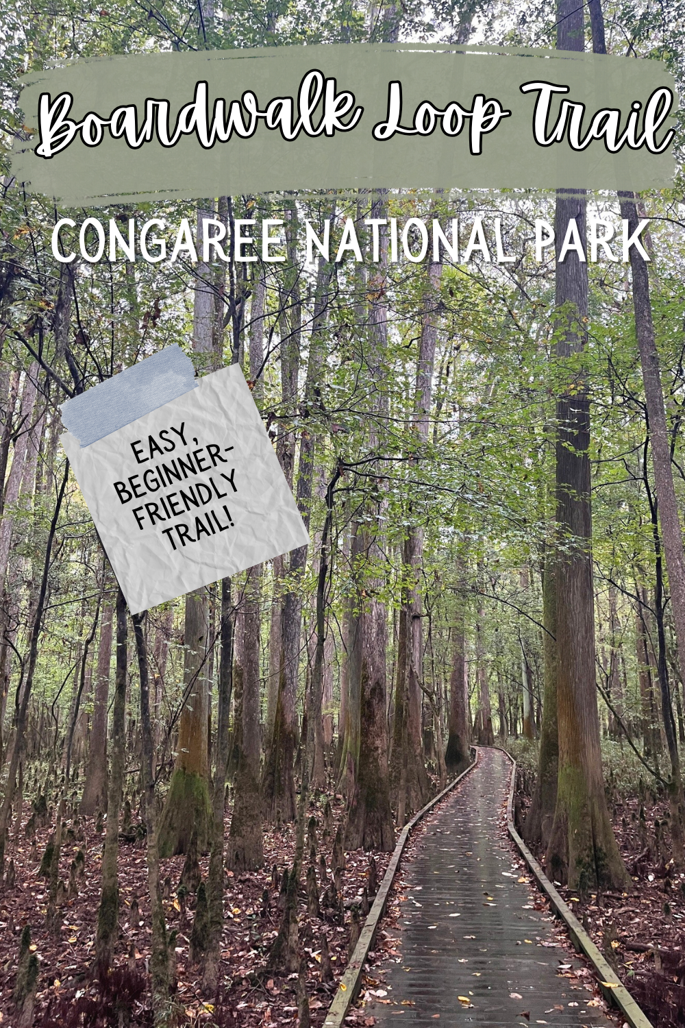 Boardwalk Loop Trail at Congaree National Park: A Hiking Guide | CampingKiddos.com