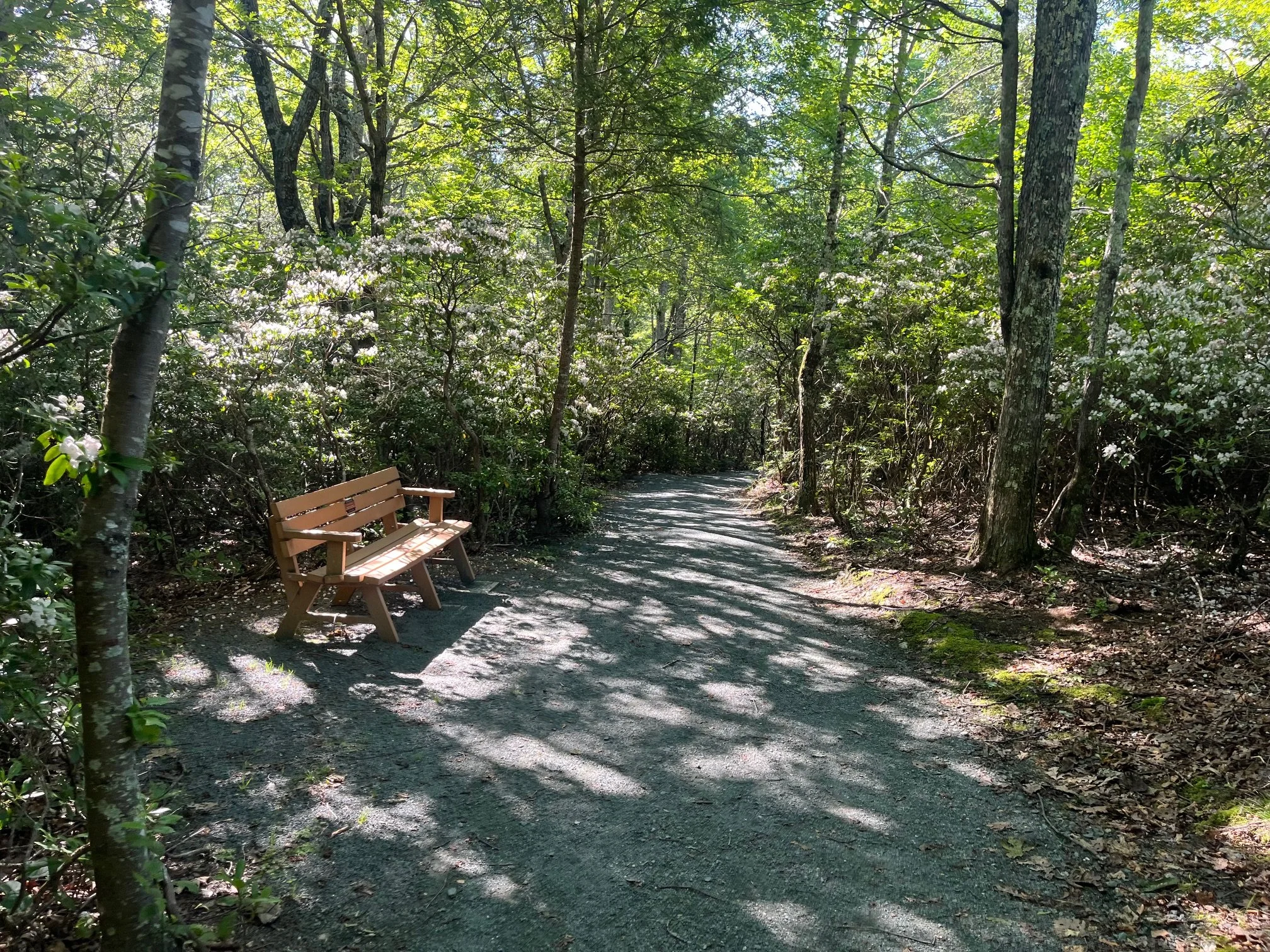A wooden bench along the Limberlost Trail in Shenandoah National Park
