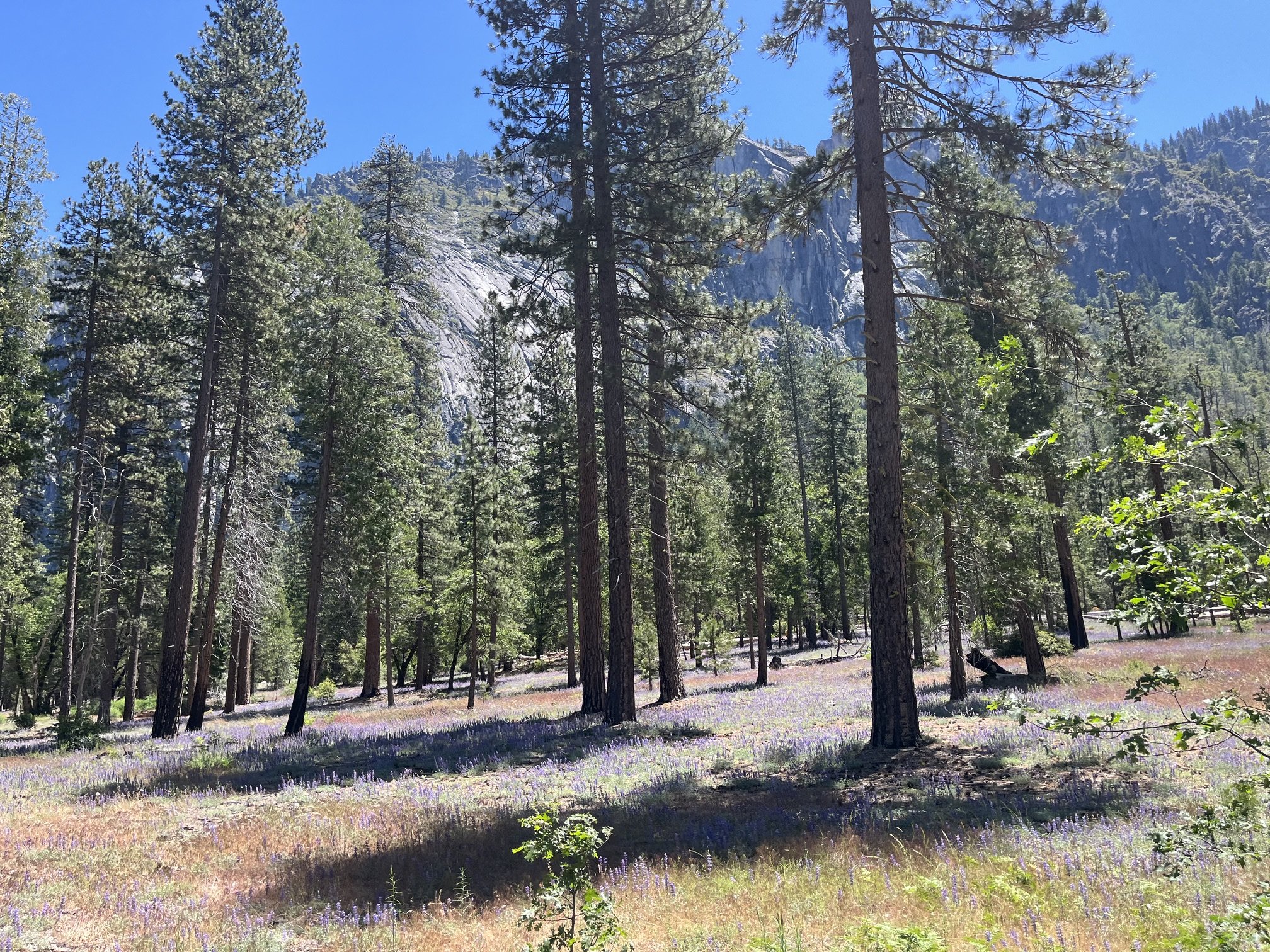 Purple mountain lupine blanketing part of Yosemite Valley