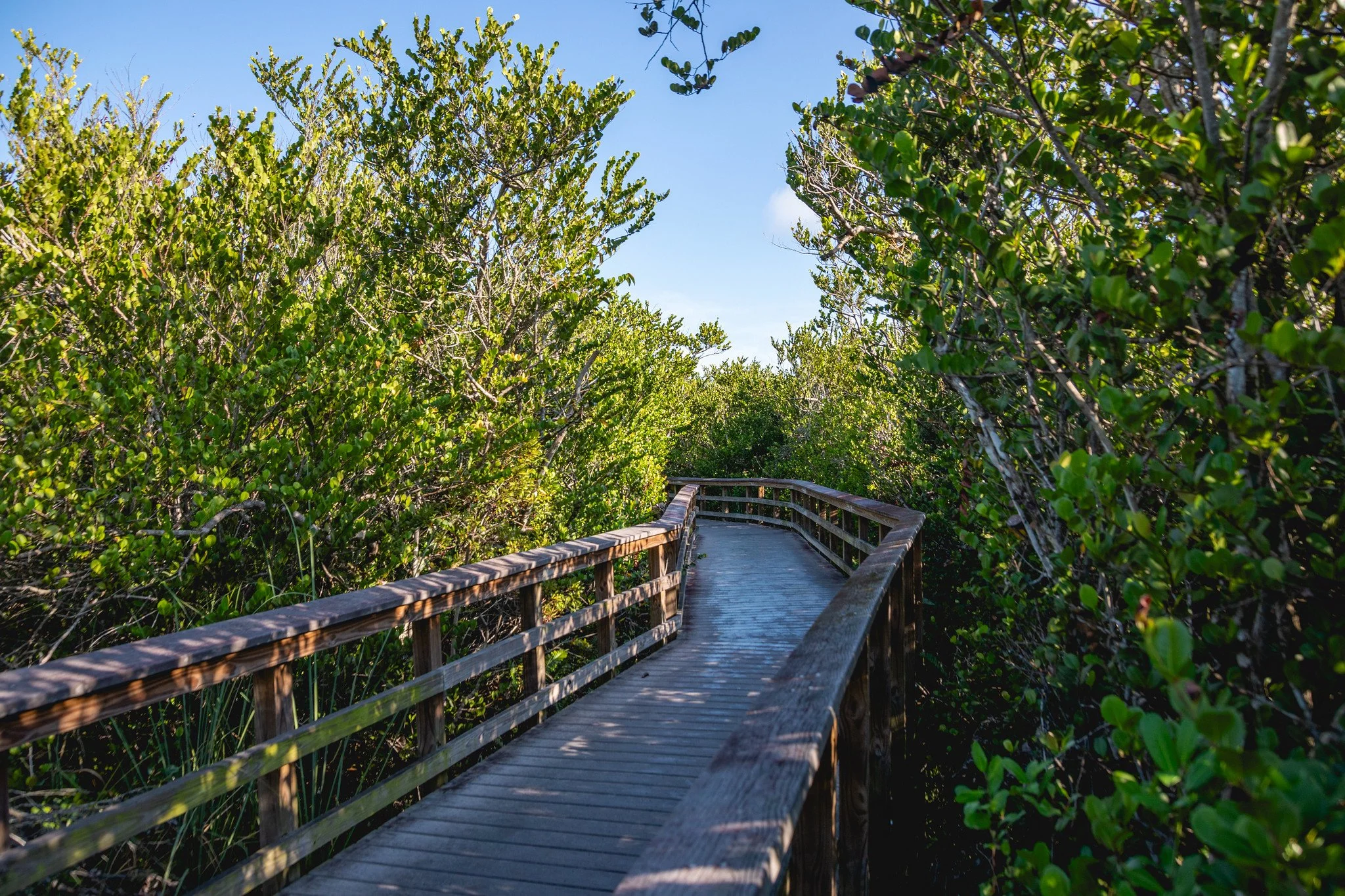 The Bobcat Trail boardwalk in Everglades National Park