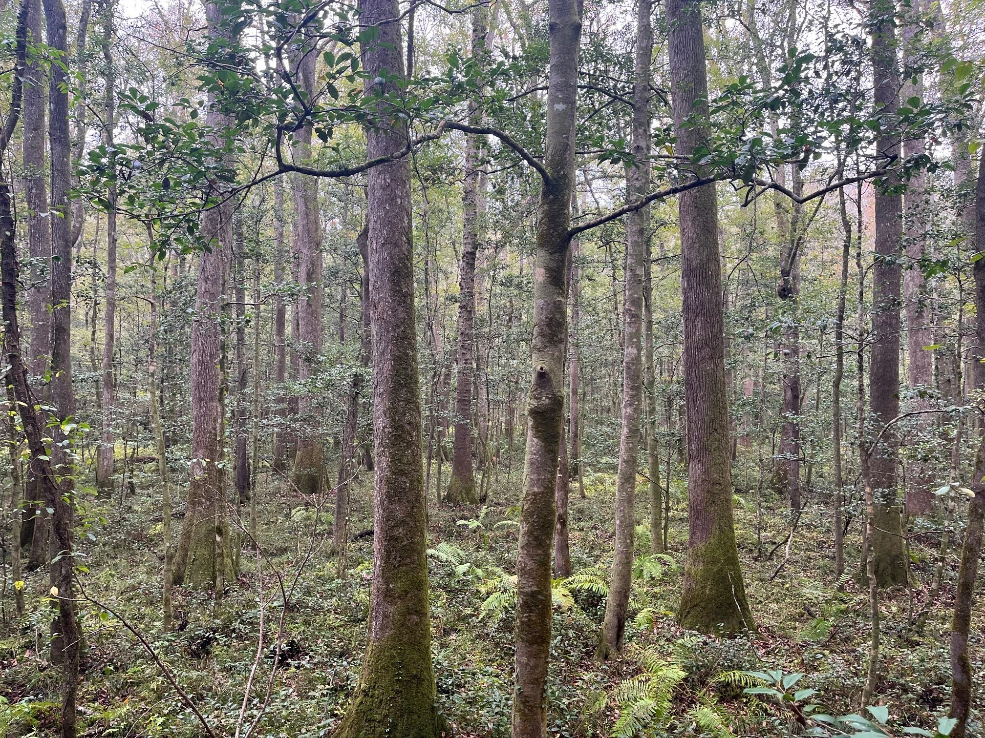 Ferns and oak trees near the end of the Boardwalk Loop Trail