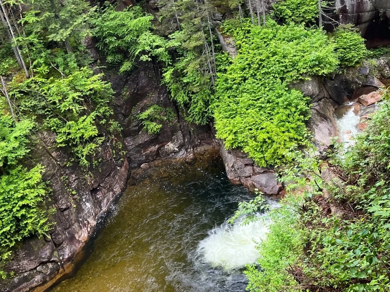 The Pool water feature as seen from the Sentinel Pine Bridge