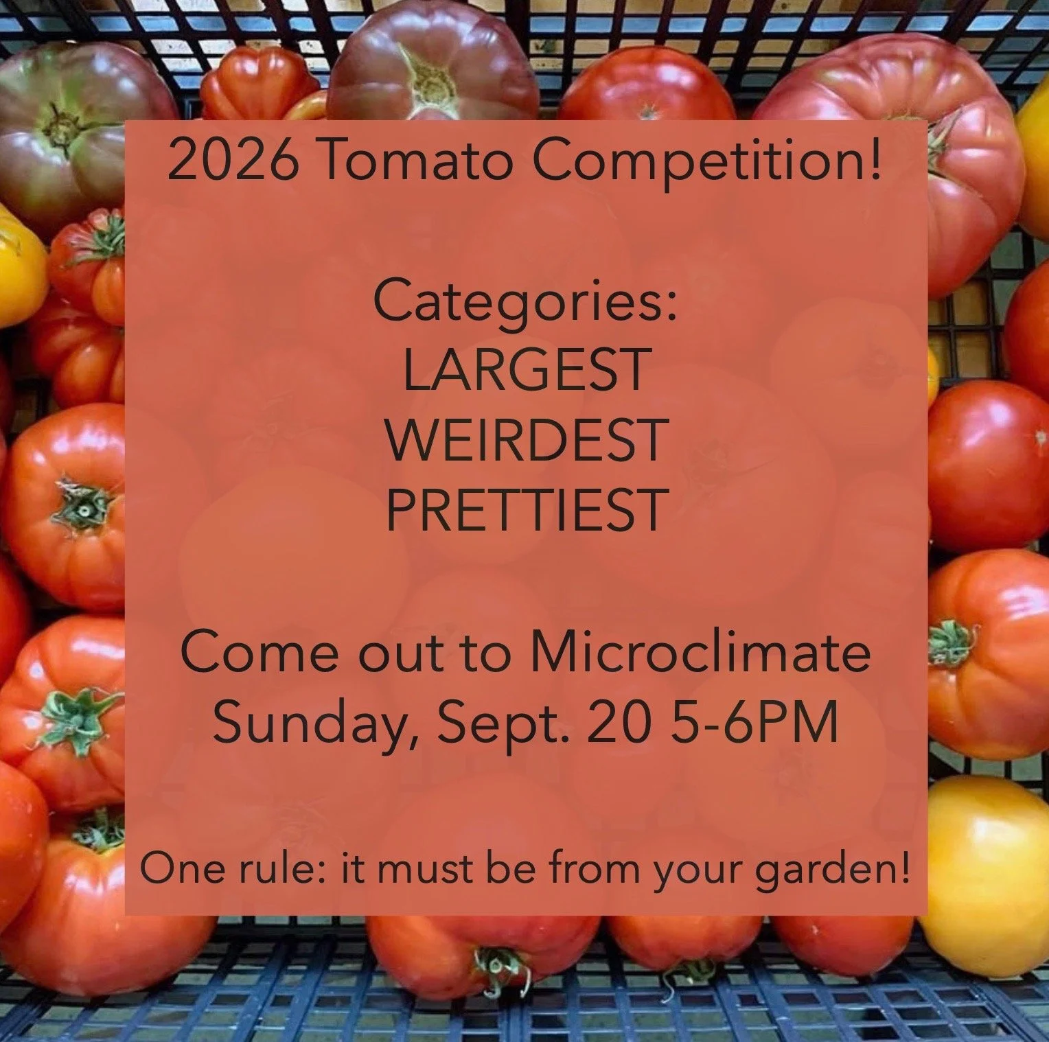 TOMATO COMPETITION