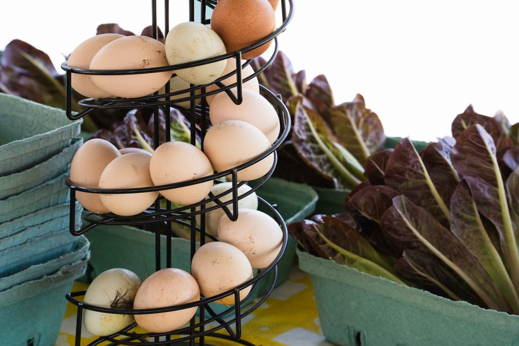 Florence Fang Community Farm