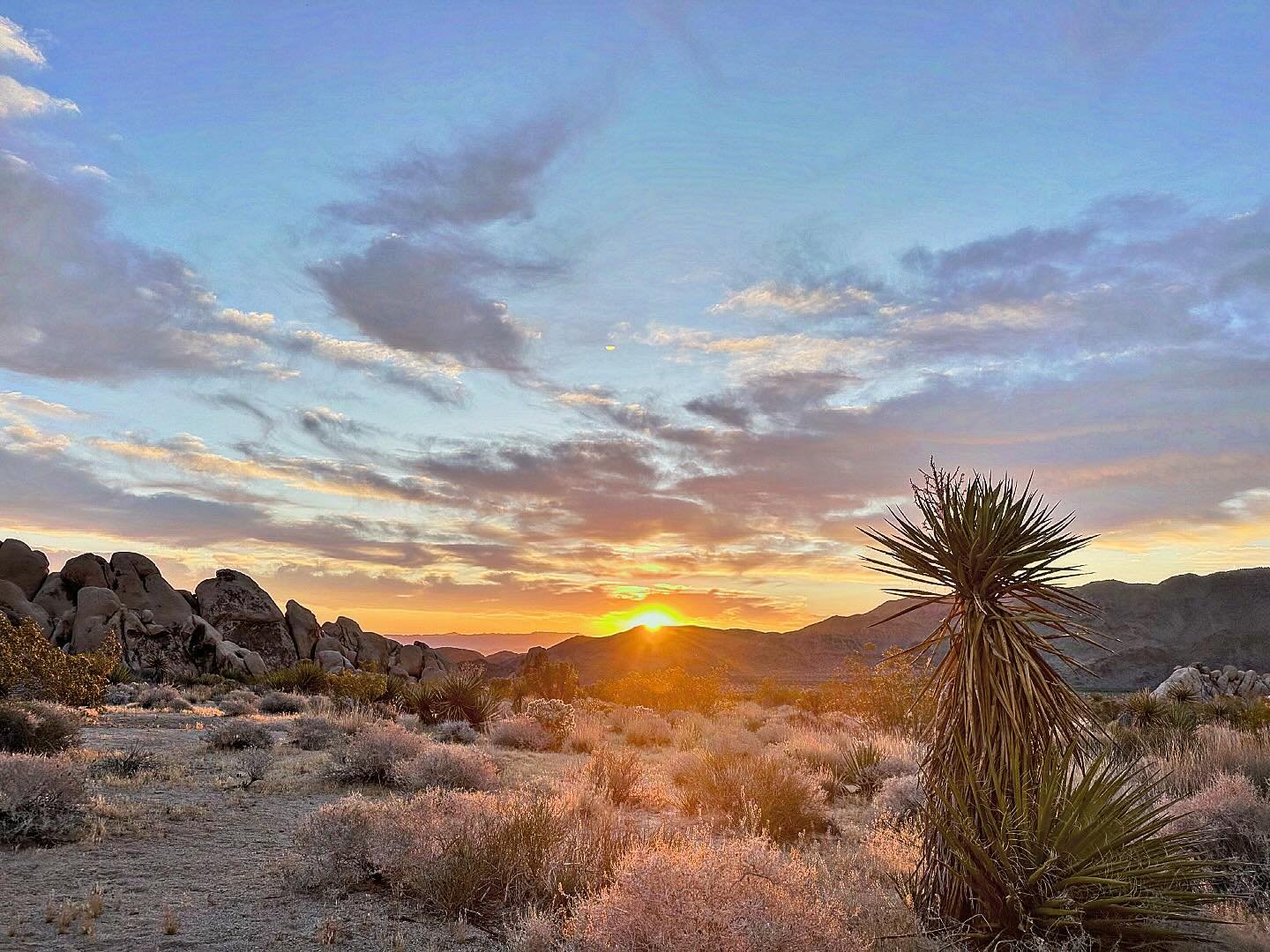 Joshua tree sunrise this morning did not disappoint. 

I&rsquo;m having one of those &hellip;
&ldquo;What does it mean that the world is so beautiful and what am I to do about it?&rdquo;
&hellip;moments

And I know what to do now &hellip;
Stop what I